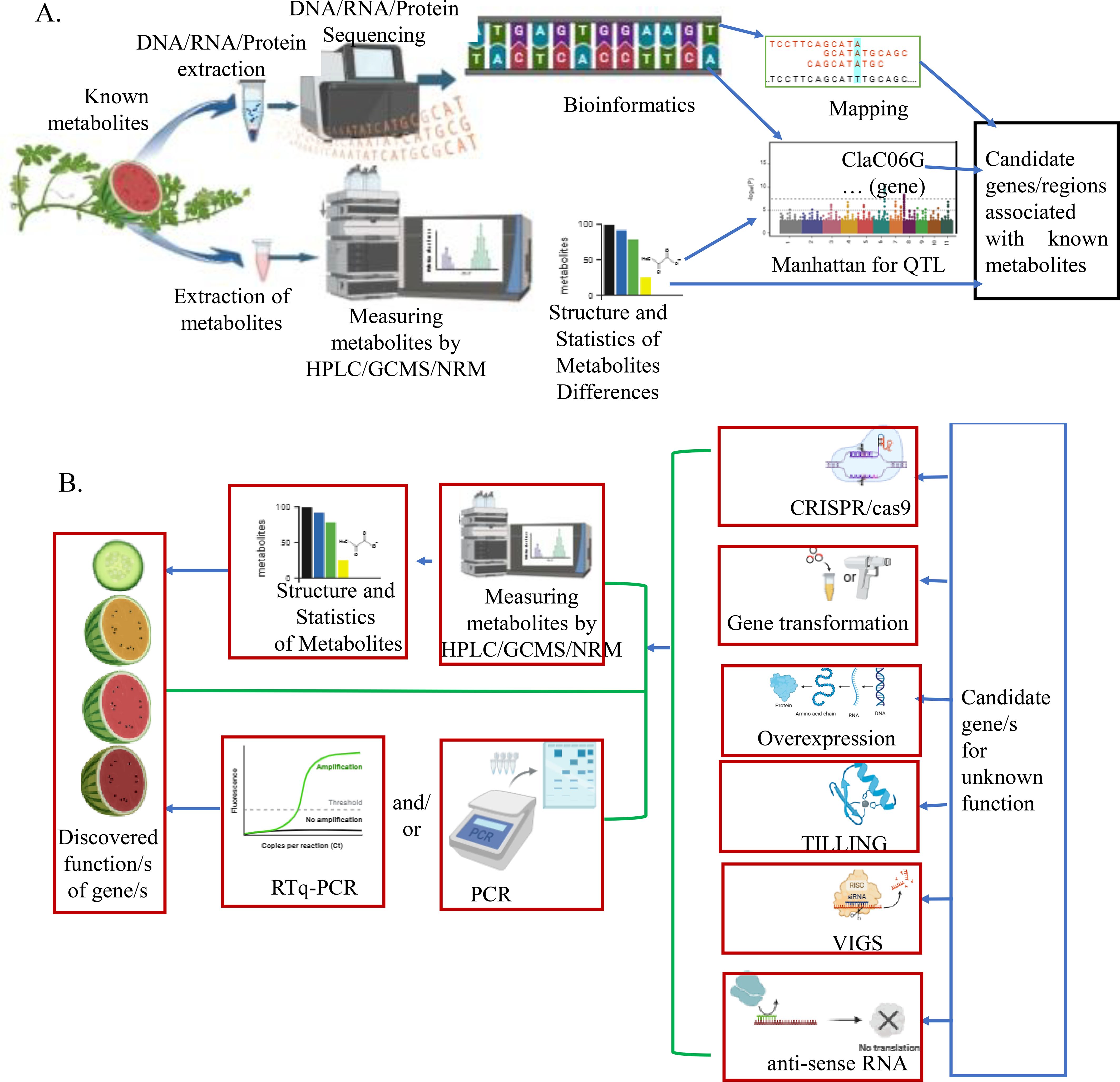 Diagram showing a workflow for gene function discovery and candidate gene identification. Panel A: Starts with DNA/RNA/protein extraction, sequencing, and bioinformatics to map candidate genes associated with known metabolites using HPLC/GCMS/NRM. Panel B: Displays a process for discovering gene functions and unknown candidate genes through structure differences, metabolite measurement, RT-qPCR, PCR, and various techniques like CRISPR/Cas9, gene transformation, and more.