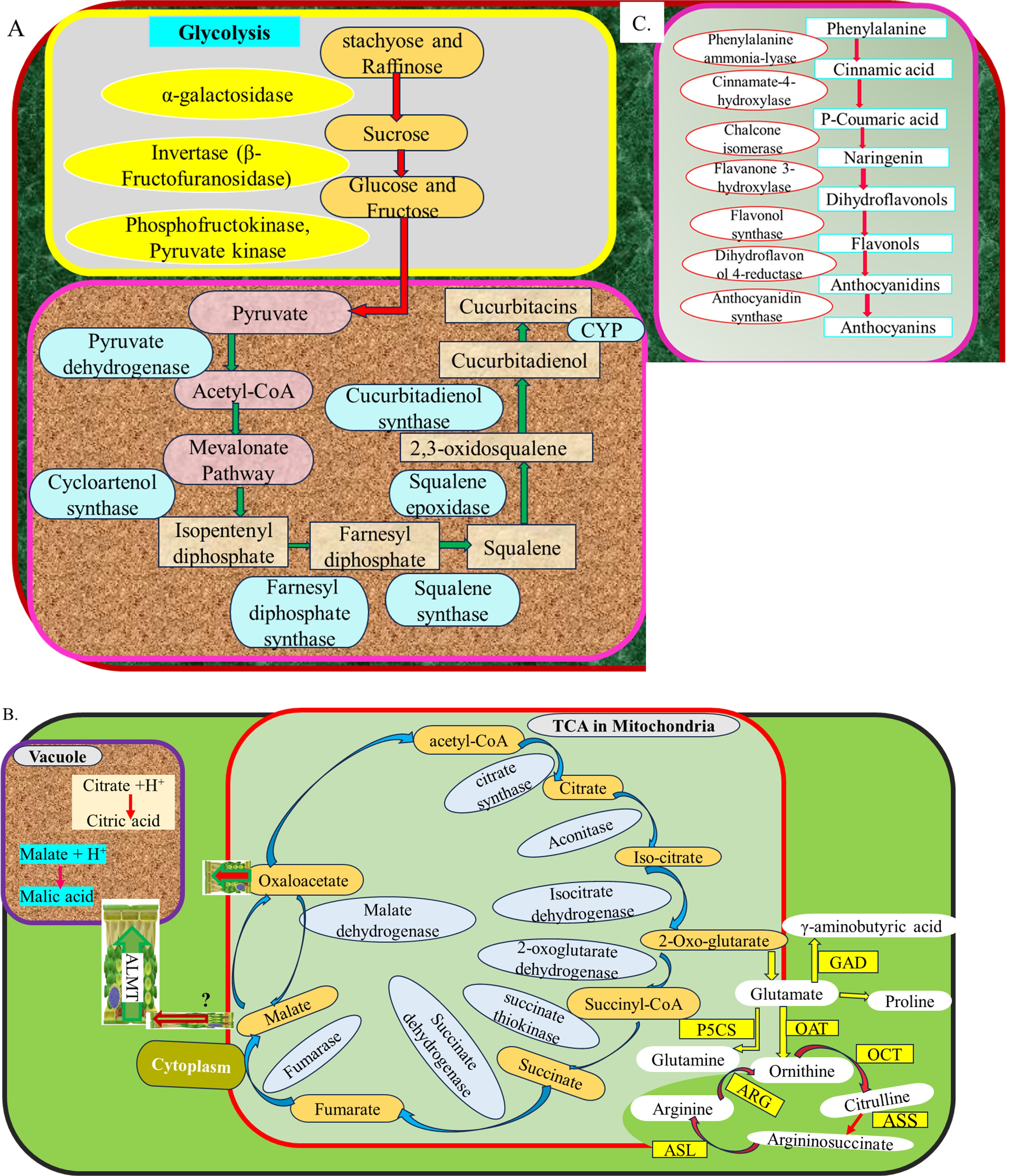 Diagram showing biochemical pathways in three panels labeled A, B, and C. Panel A illustrates glycolysis and pyruvate conversion pathways. Panel B depicts the citric acid cycle in mitochondria and associated compounds. Panel C presents the phenylalanine pathway leading to anthocyanins. Each includes enzymes and intermediates in labeled ovals and rectangles, with arrows indicating the direction of reactions.