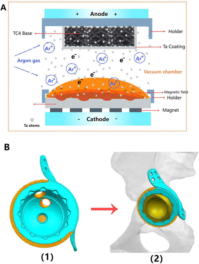 Panel A shows a diagram of a vacuum chamber with an anode, cathode, TC4 base, and magnet. Argon gas and Ta atoms interact with electrons. Panel B displays two images: one of a device with an outer blue shell and orange layers, the other showing the device inserted into a white, textured structure.