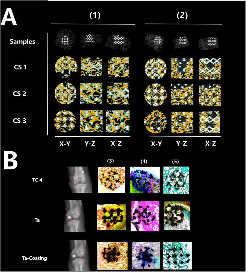 Diagram with two sections labeled A and B, showing comparison results of samples and coatings. Section A displays two groups, (1) and (2), with top-down and cross-section views for samples CS 1, CS 2, and CS 3, across X-Y, Y-Z, and X-Z planes. Section B illustrates X-ray and microstructural images labeled TC 4, Ta, and Ta-Coating, with varied visual assessments in panels (3), (4), and (5).