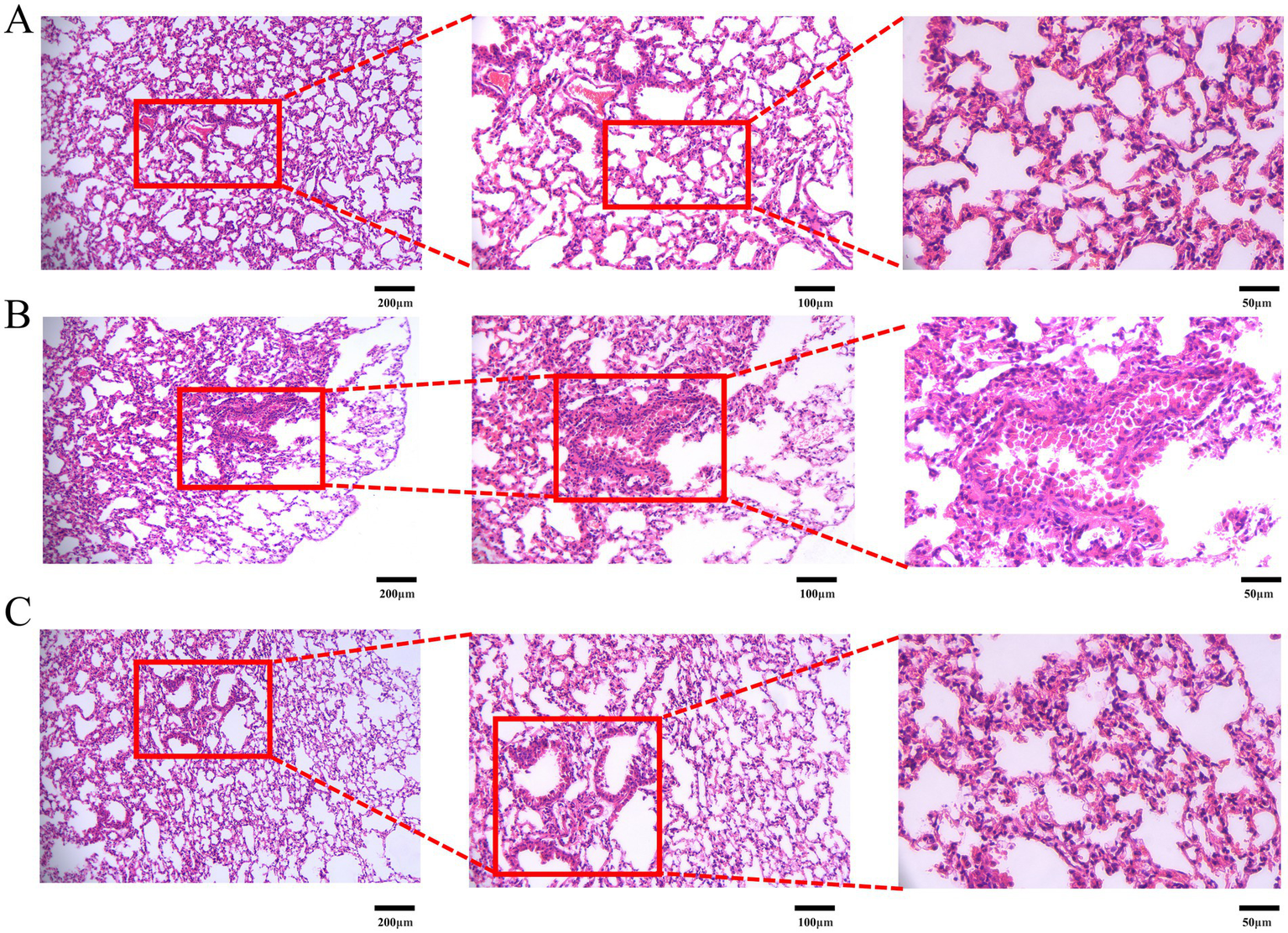 A series of microscopic images labeled A, B, and C, showing lung tissue stained with hematoxylin and eosin. Each section is magnified at three levels: 200 micrometers, 100 micrometers, and 50 micrometers, using red boxes and dashed lines to highlight areas of interest. The images reveal the cellular structure and pathological changes in the lung tissue.