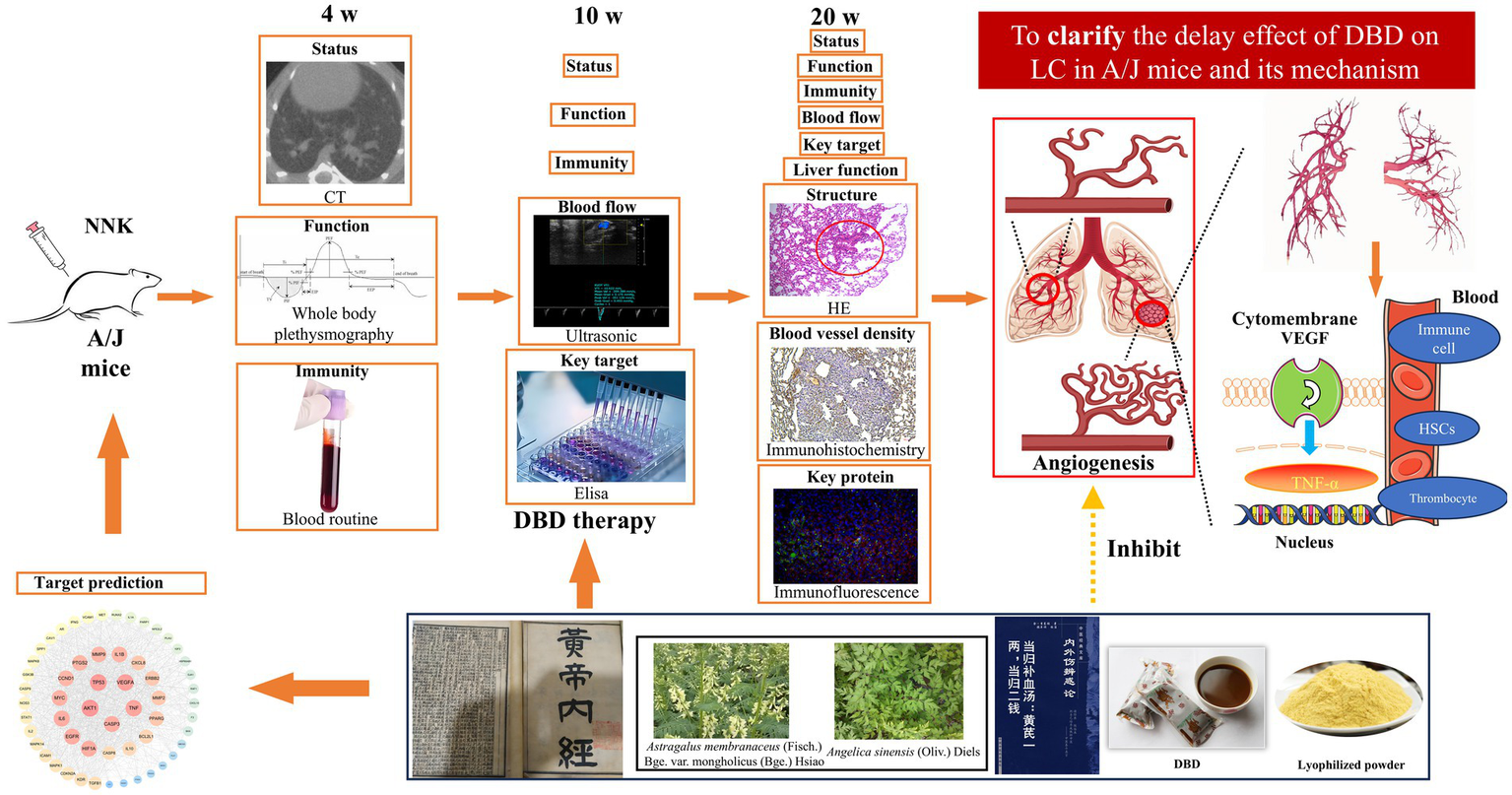 Diagram illustrating an experimental study on the effects of DBD therapy on lung cancer in A/J mice. Mice are treated with NNK, followed by various analyses at 4, 10, and 20 weeks. Assessments include CT scans, whole-body plethysmography, blood tests, ultrasonic imaging, and histological analysis. The study focuses on the delay of disease progression, examining status, function, immunity, blood flow, liver function, angiogenesis, and inhibition pathways. Visuals depict experimental setups, target predictions, and components of therapy, including Astragalus membranaceus and Angelica sinensis.