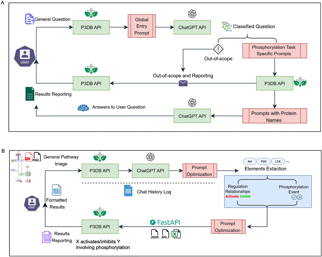 Diagram showing two processes labeled A and B. A: A user asks a general question. The P3DB API processes it, potentially utilizing ChatGPT API for classification. If out-of-scope, it is reported; otherwise, specific phosphorylation prompts are generated. Protein names lead to further P3DB API processing, with results sent back to the user.B: A general pathway image is processed by the P3DB API and ChatGPT API for prompt optimization. Elements are extracted, analyzing regulation relationships and phosphorylation events. Formatted results return to the user, involving a FastAPI for JSON and JPG formats.