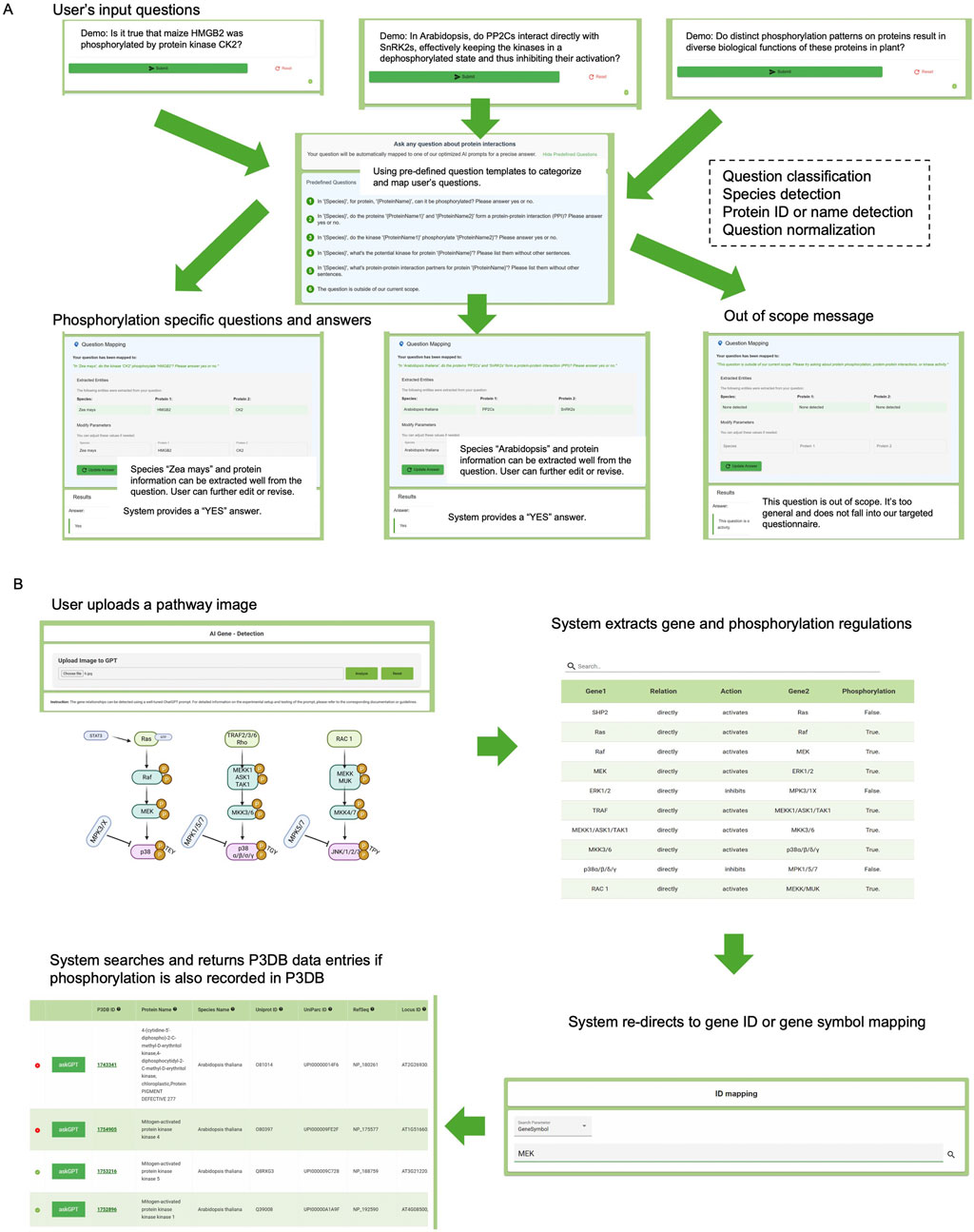 A flowchart detailing a system for analyzing phosphorylation questions and pathway images. In section A, the system categorizes user questions about protein interactions, using templates to classify and detect specifications like species and protein IDs. Specific questions provide “yes” answers or are marked out of scope. Section B shows the process of uploading pathway images. The system extracts gene and phosphorylation data and checks for P3DB database entries related to phosphorylation, helping map gene IDs or symbols.