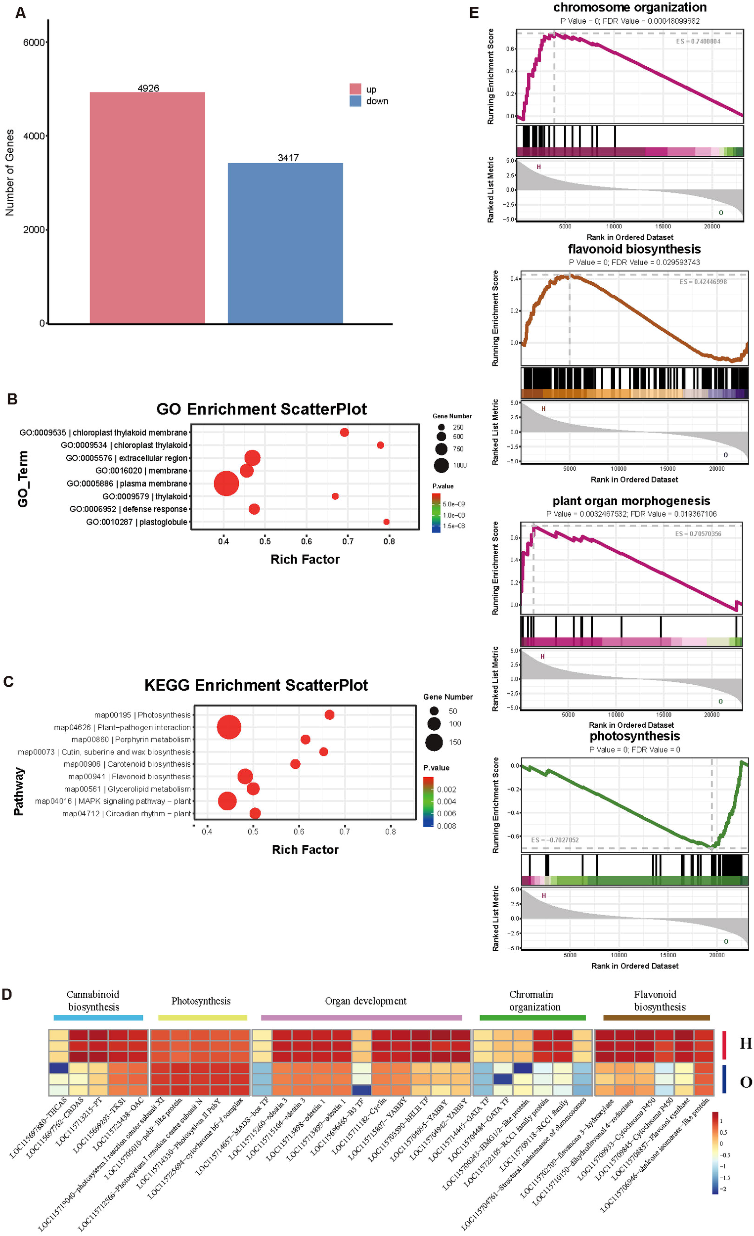 Bar chart comparing the number of upregulated (4928) and downregulated (3417) genes. GO and KEGG scatter plots display gene enrichment with varying rich factors and p-values, illustrated by bubble size and color. A heatmap categorizes genes by function: cannabinoid biosynthesis, photosynthesis, organ development, chromatin organization, and flavonoid biosynthesis. Line graphs show enrichment scores for pathways like chromosome organization and photosynthesis, indicating statistically significant pathways with p-values and FDR values.