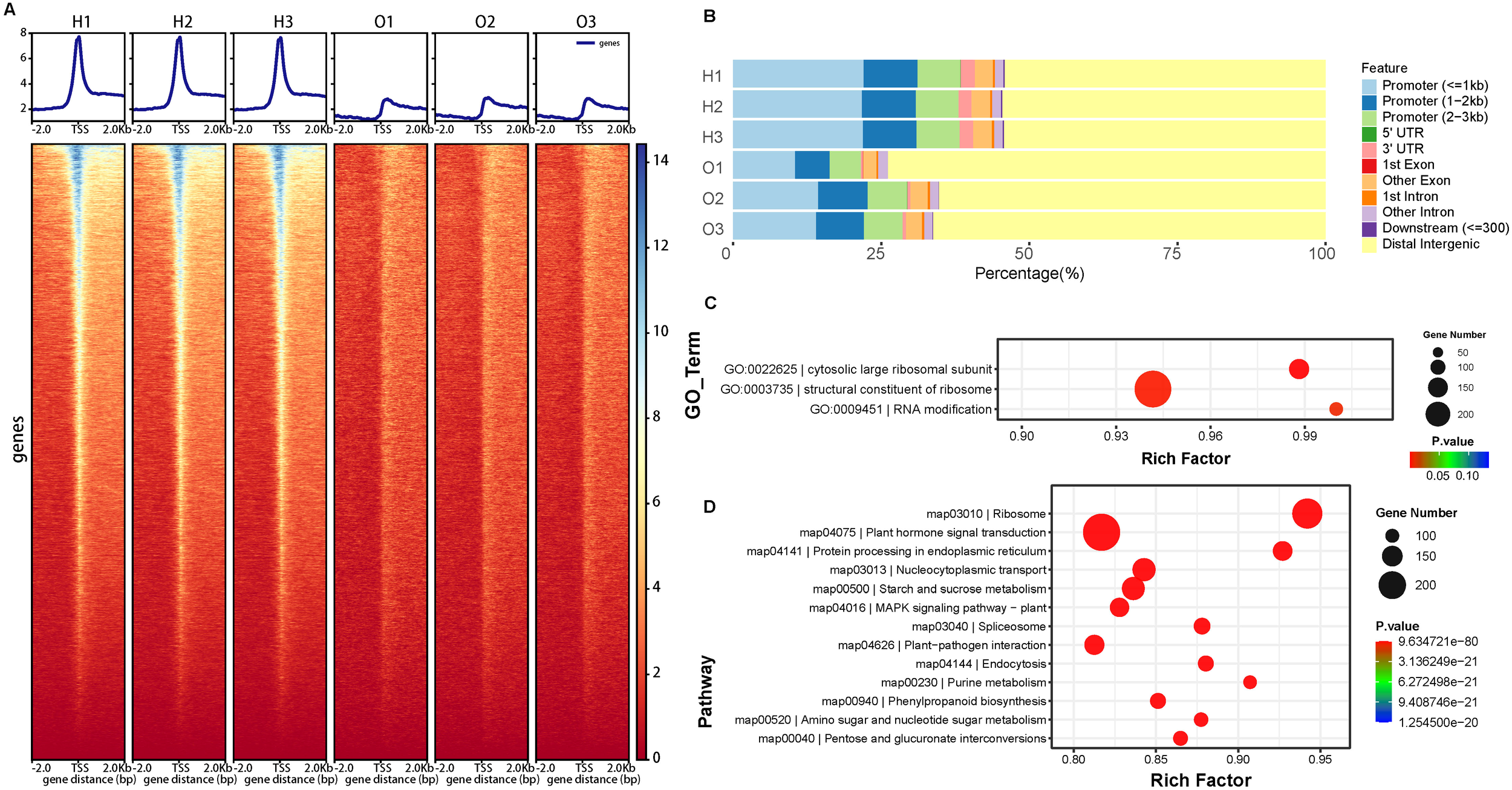 Heatmaps, bar graph, and bubble plots compare gene features and functional enrichment between samples (H1, H2, H3, O1, O2, O3). A) Heatmaps with occupancy profiles show gene enrichment at transcription start sites. B) Bar graph presents gene feature distribution percentages. C) and D) Bubble plots illustrate gene ontology terms and pathways with gene count, rich factor, and significance (p-value indicated by color).