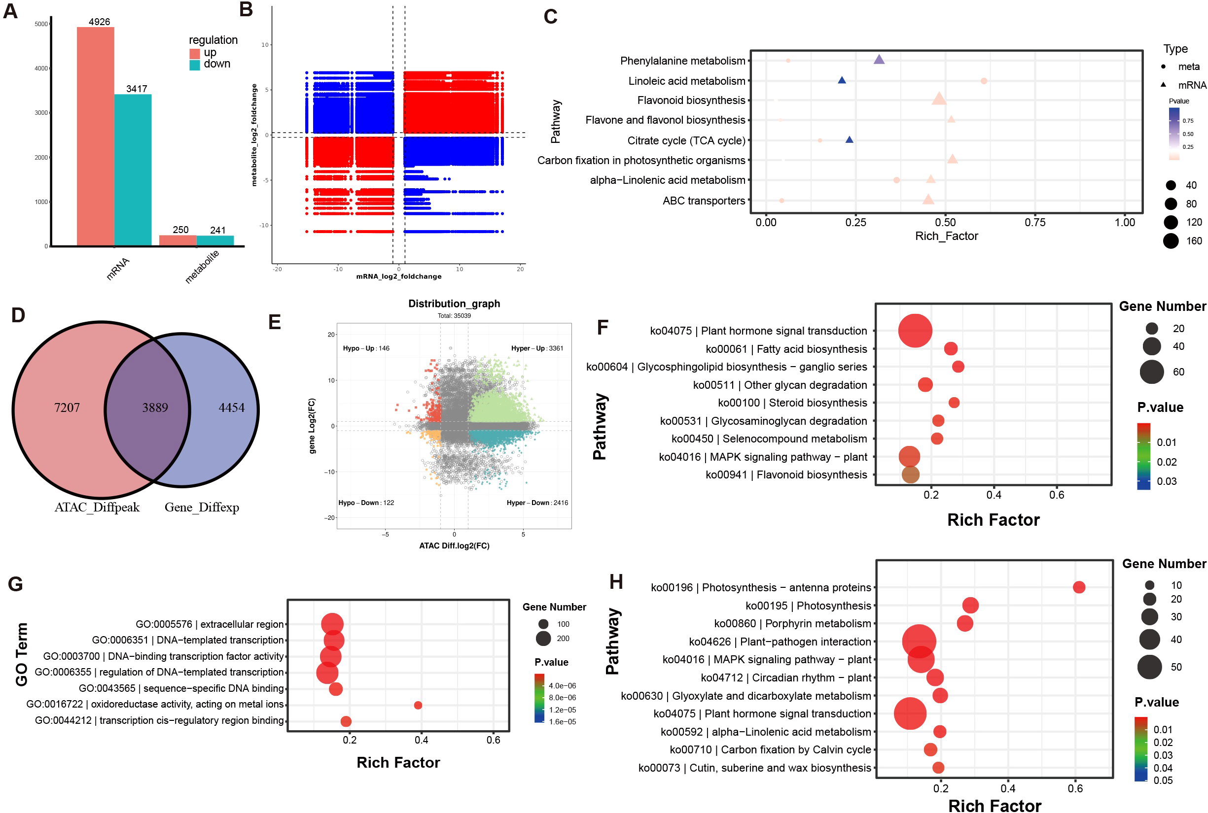 A complex data visualization consists of multiple panels. Panel A is a bar chart showing upregulated and downregulated mRNA and metabolites. Panel B is a scatter plot indicating mRNA and metabolite fold changes in red and blue. Panel C is a scatter plot of pathways, illustrating rich factors with points varying in size and color. Panel D is a Venn diagram comparing ATAC_Diffpeak and Gene_Diffexp counts. Panel E is a distribution graph of gene versus ATAC log2 fold change. Panels F and G show dot plots of pathways and gene ontology terms based on rich factors and gene numbers. Panel H displays another pathway dot plot.