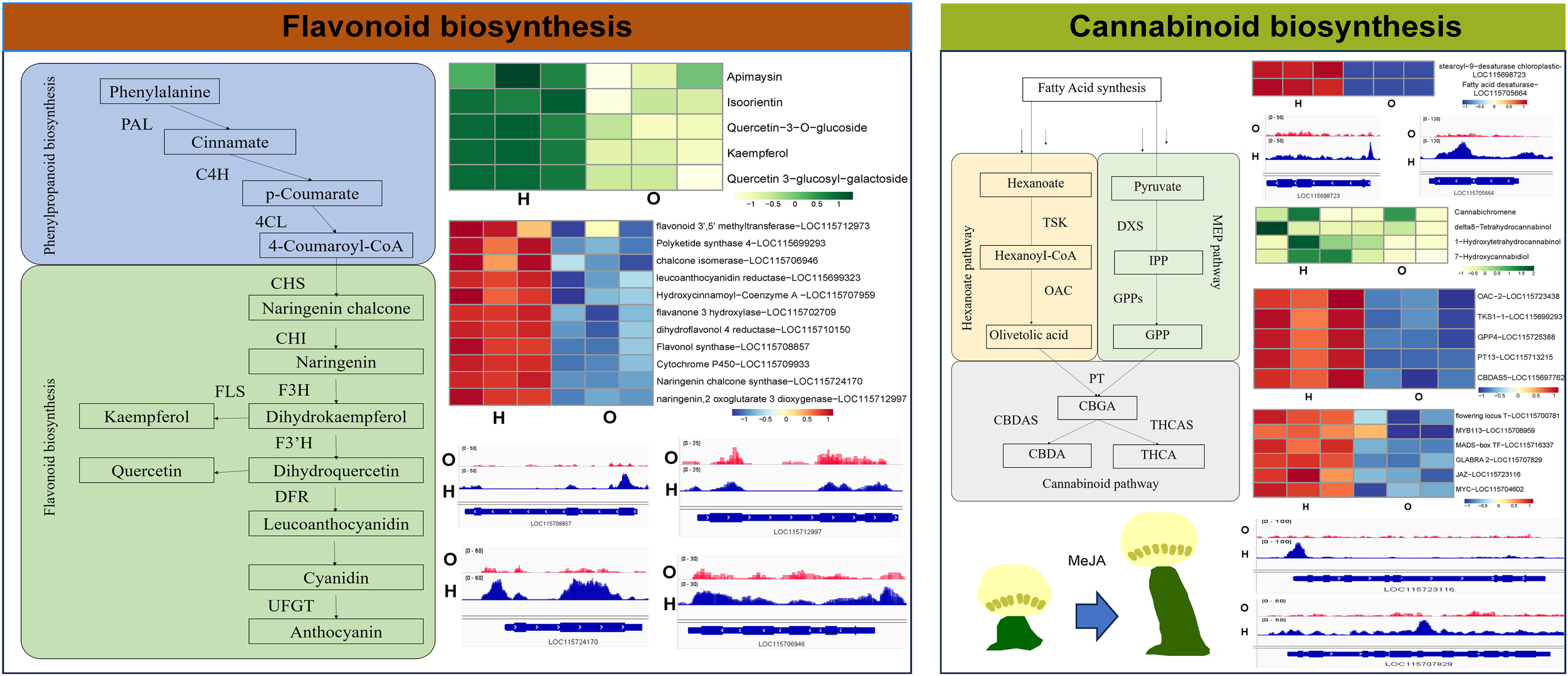 Diagram shows flavonoid and cannabinoid biosynthesis pathways. The left side illustrates flavonoid biosynthesis, detailing steps from phenylalanine to anthocyanin with related heatmaps and gene expressions. The right side depicts cannabinoid biosynthesis with pathways from hexanoate and pyruvate to CBGA, including heatmaps and gene activity graphs. Descriptive legends display expression levels for multiple compounds.