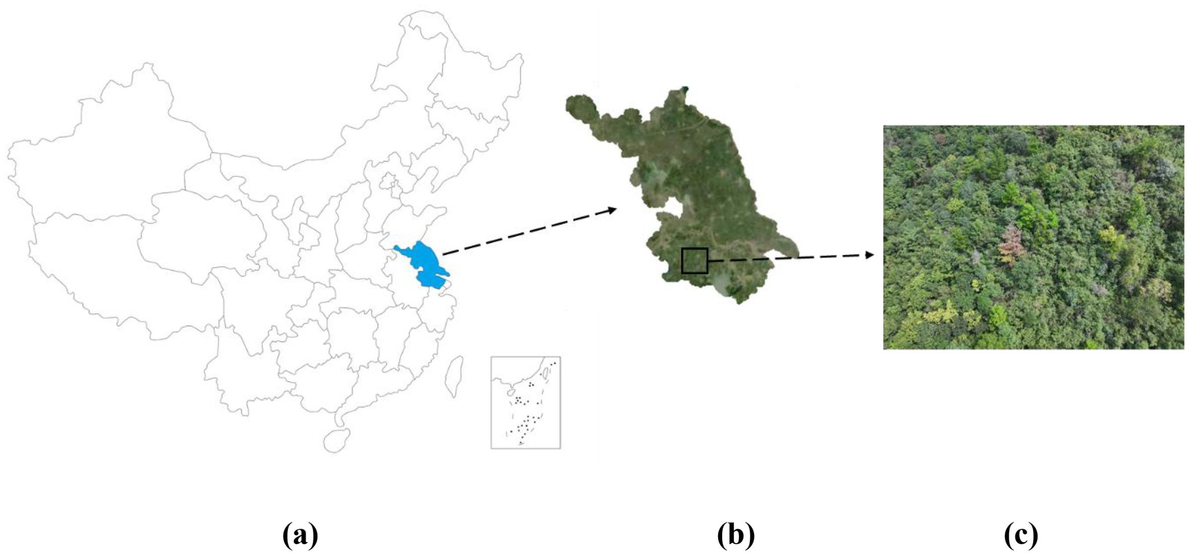 Map of China highlighting Jiangsu province in blue (a), zoomed satellite view of Jiangsu in green (b), and a detailed aerial view of a forested area showing dense greenery with varied shades (c).