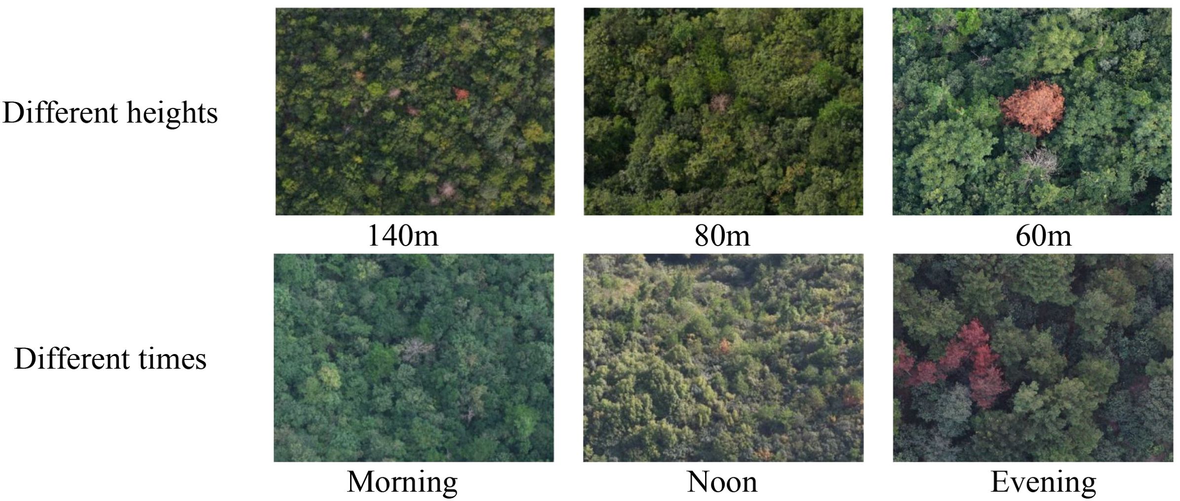 A grid of six aerial images of a forest. The first row shows views from different heights: 140 meters with a broad area, 80 meters with clearer greens, and 60 meters with noticeable red foliage. The second row shows the forest at different times: morning with soft lighting, noon with bright sunlight, and evening with deep shadows and red-tinted trees.