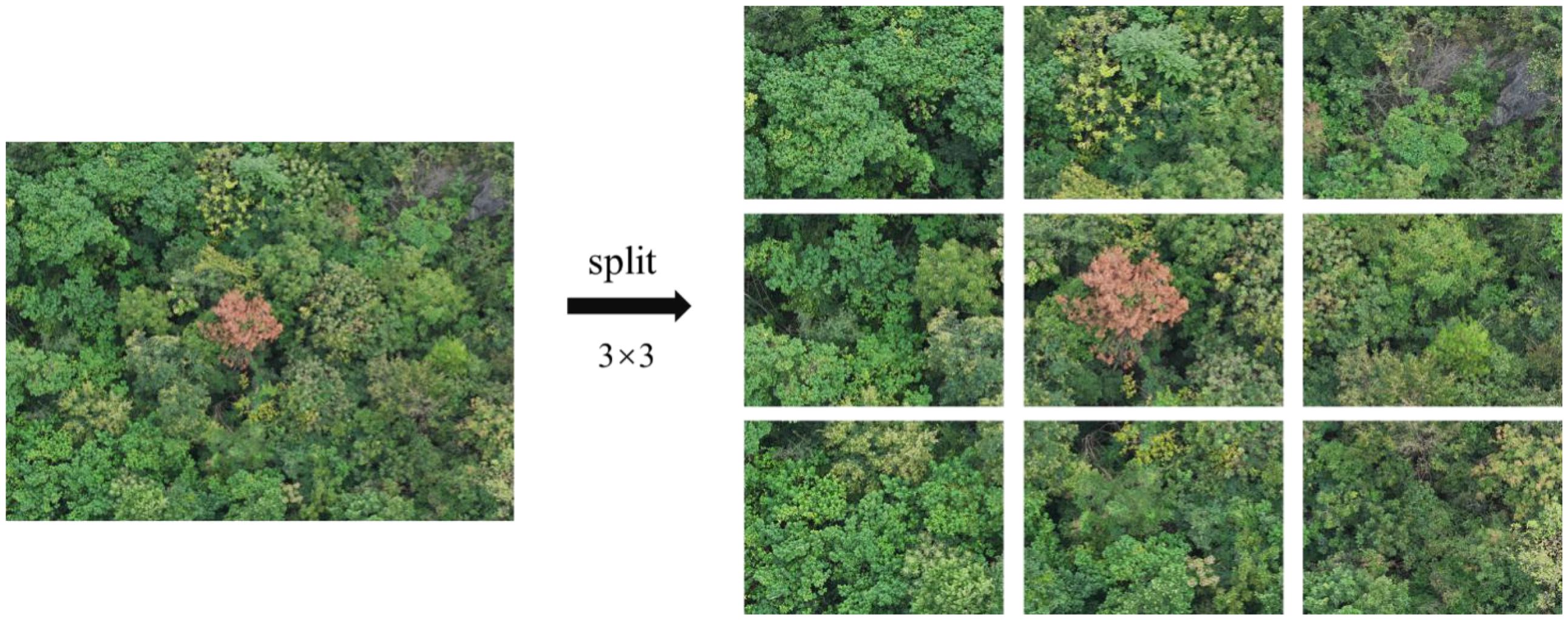 Aerial view of a forest with dense green foliage. The image is split into a three-by-three grid. One section in the lower grid shows a patch of reddish trees contrasting with the surrounding green.