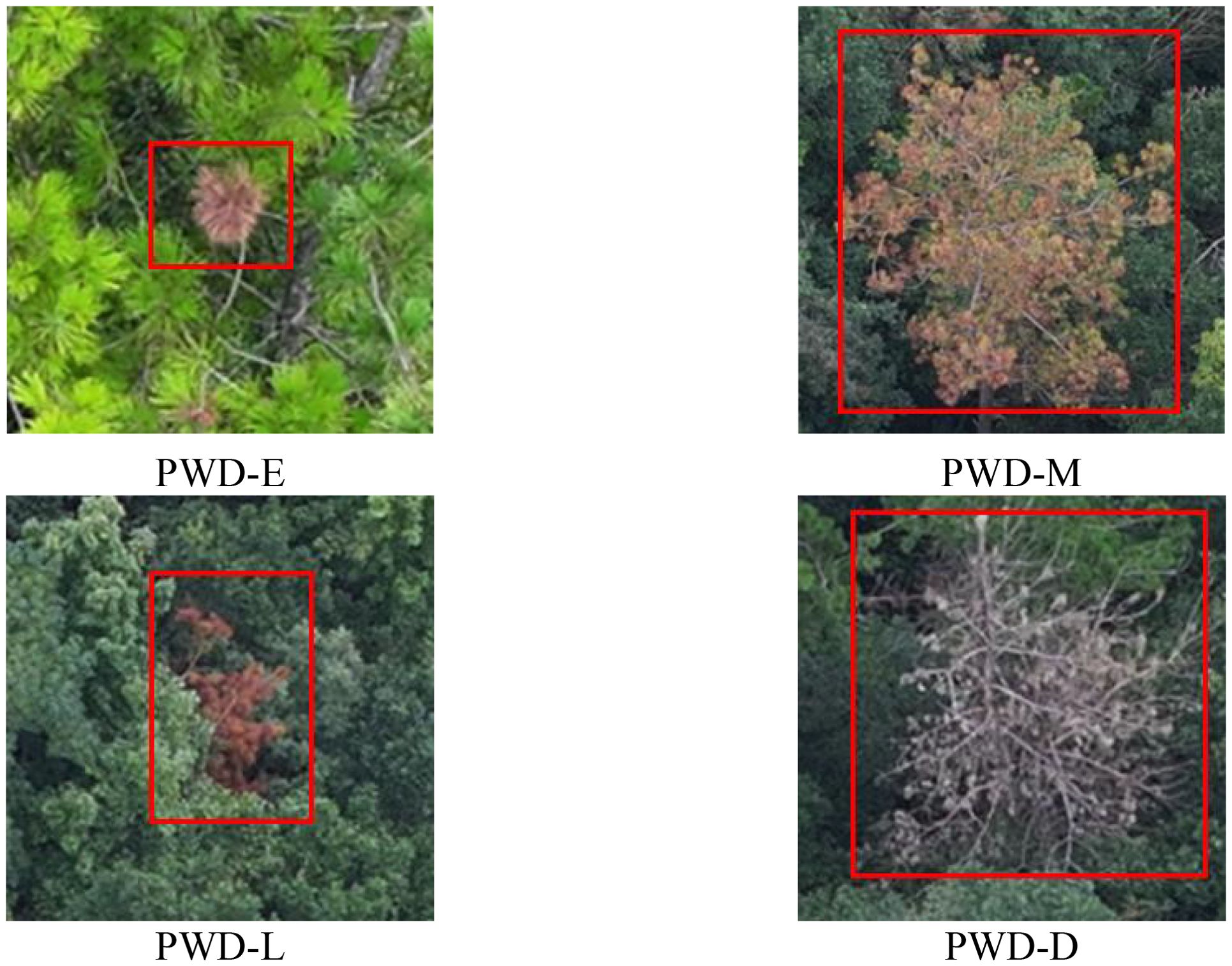 Four aerial images of trees are displayed, each labeled: “PWD-E” shows a tree with green needles and a brown patch in the center. “PWD-M” features a tree with partially brown foliage among green leaves. “PWD-L” depicts a tree with largely brown foliage against green surroundings. “PWD-D” shows a nearly leafless tree, highlighting significant defoliation. Each tree is enclosed in a red rectangle.