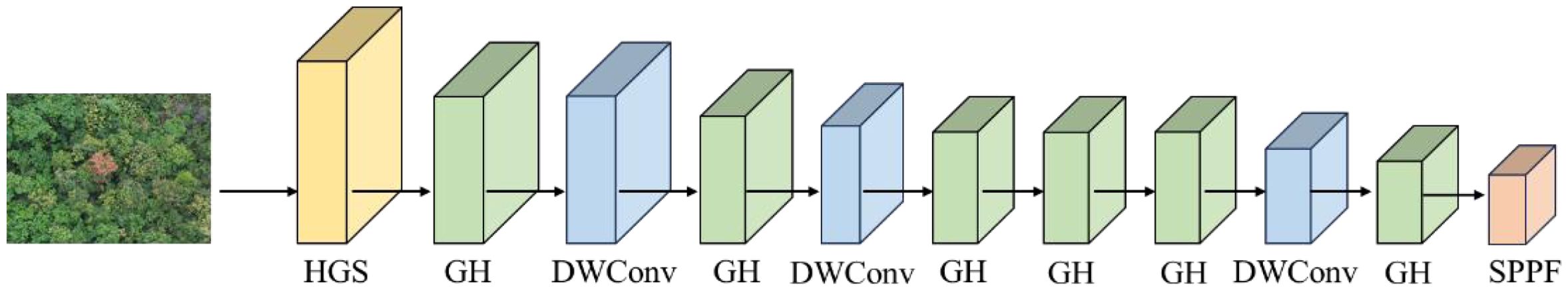 Diagram of a neural network architecture featuring an input image of dense green foliage with a small reddish area. The network consists of sequential processing blocks labeled HGS, GH, DWConv, GH, DWConv, GH, GH, DWConv, GH, and SPPF, connected by arrows.
