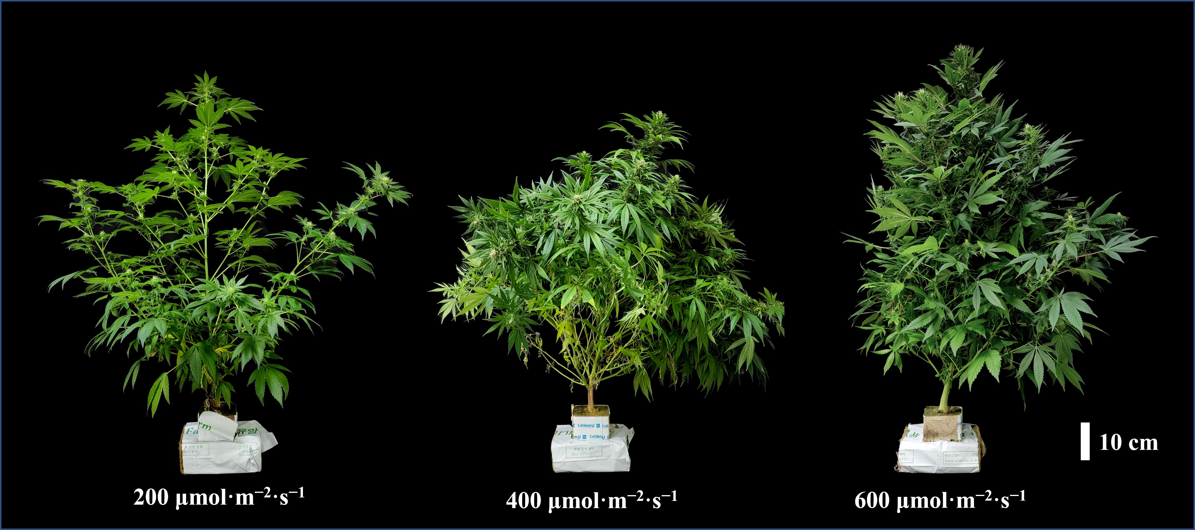 Three cannabis plants are displayed against a black background, each labeled with different light intensities: 200, 400, and 600 micromoles per square meter per second, from left to right. The plants show increasing size and density with higher light intensity. A scale indicating 10 centimeters is on the right.