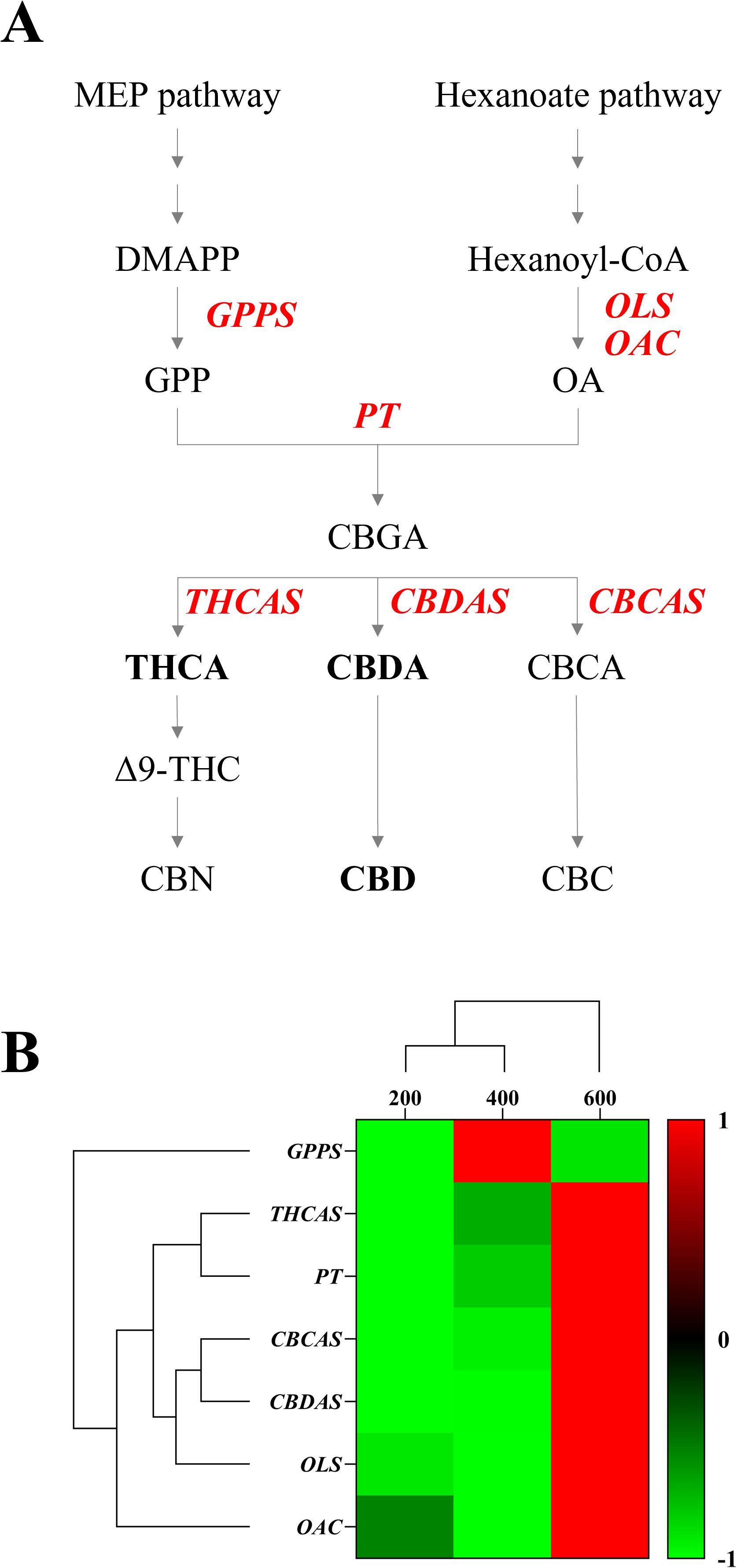 Flowchart (A) depicts two biosynthetic pathways: the MEP pathway leading to DMAPP and GPP, and the hexanoate pathway leading to Hexanoyl-CoA and OA. GPP and OA converge to form CBGA via PT. Subsequently, CBGA is converted into THCA, CBDA, and CBCA by THCAS, CBDAS, and CBCAS respectively. Diagram (B) shows a heat map with a color gradient representing data for genes GPPS, THCAS, PT, CBCAS, CBDAS, OLS, and OAC across three sample points (200, 400, 600) with clustering on the side.