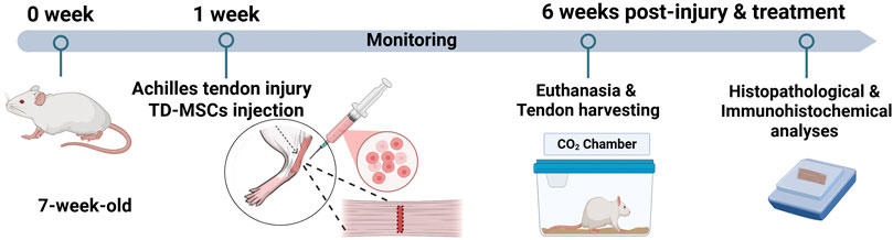 Timeline diagram illustrating a study involving a seven-week-old mouse. At zero weeks, the mouse is observed. At one week, an Achilles tendon injury is induced, followed by a TD-MSCs injection. Monitoring occurs throughout. Six weeks post-injury, euthanasia and tendon harvesting are conducted using a carbon dioxide chamber. Histopathological and immunohistochemical analyses are performed on the harvested tendon.