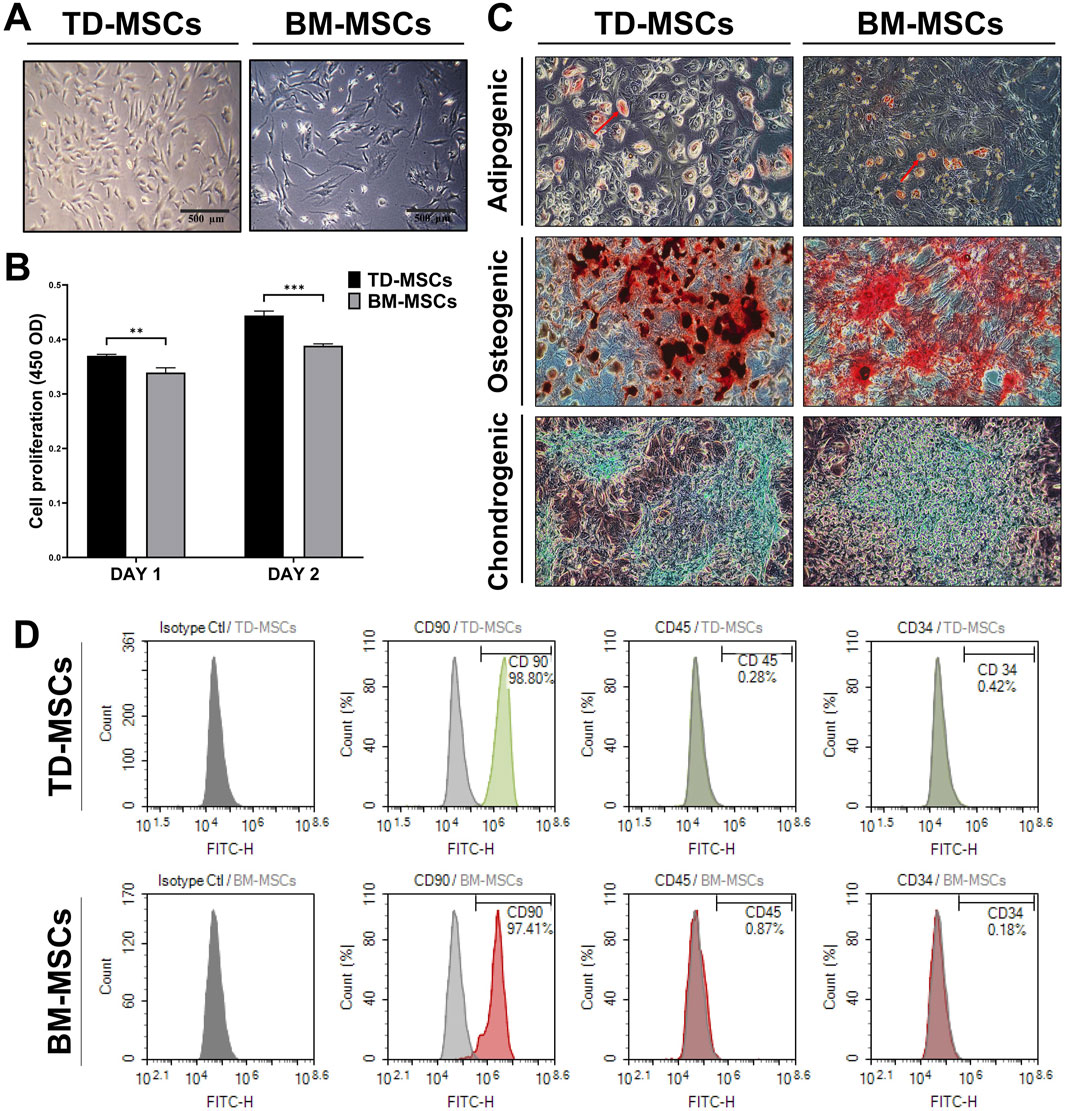 Images showing TD-MSCs and BM-MSCs in various analyses. A: Microscopy images of cell morphology in TD-MSCs and BM-MSCs. B: Bar graph comparing cell proliferation between TD-MSCs and BM-MSCs on days one and two, with significant differences marked. C: Microscopy images demonstrating adipogenic, osteogenic, and chondrogenic differentiation in TD-MSCs and BM-MSCs. D: Flow cytometry histograms display cell surface marker expression (CD90, CD45, CD34) in TD-MSCs and BM-MSCs.