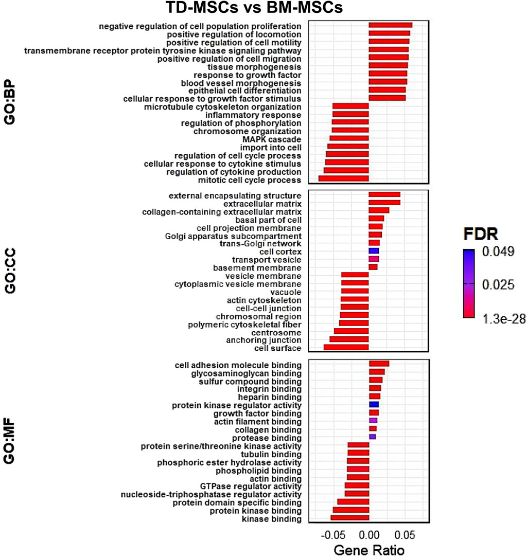 Bar graphs display gene ontology (GO) terms for TD-MSCs versus BM-MSCs, categorized into biological process (BP), cellular component (CC), and molecular function (MF). Each bar represents a gene ratio; colors indicate false discovery rate (FDR) significance levels, ranging from blue (0.049) to red (1.3e-28).