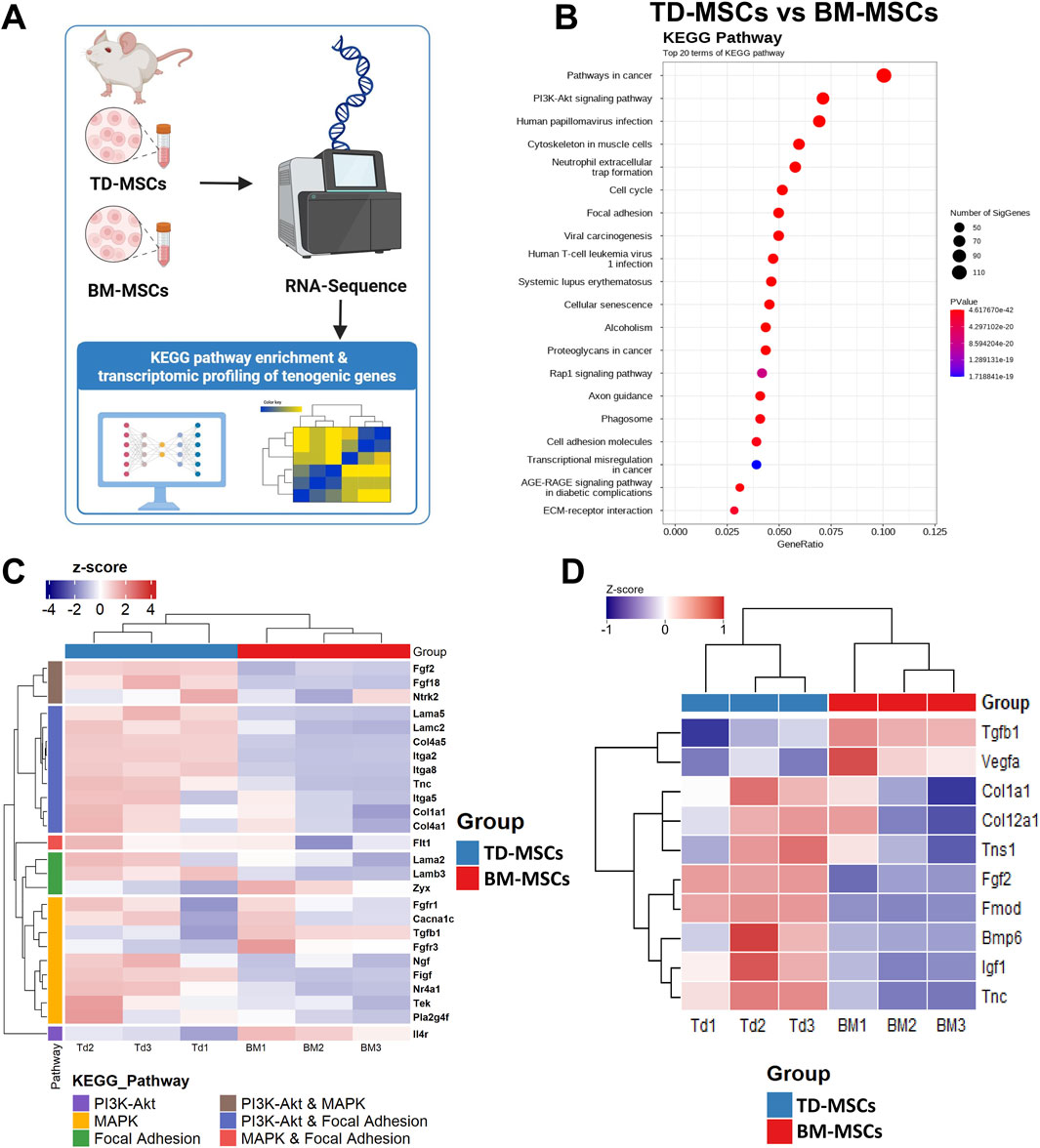 A four-part scientific illustration includes: A) Schematic of TD-MSCs and BM-MSCs undergoing RNA sequencing for KEGG pathway enrichment analysis. B) Dot plot showing top 20 KEGG pathways comparing TD-MSCs and BM-MSCs, highlighting pathways in cancer and PI3K-Akt signaling. C) Heatmap of gene expression z-scores, categorized by KEGG pathways, comparing TD-MSCs and BM-MSCs. D) Heatmap showing another set of gene expression z-scores with hierarchical clustering by group.