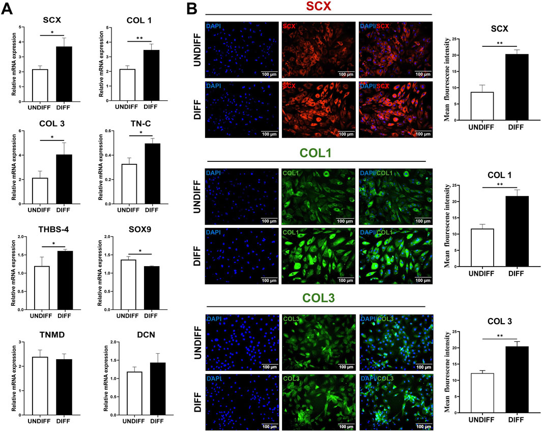 Panel A shows bar graphs comparing relative mRNA expression levels of SCX, COL1, COL3, TN-C, THBS-4, SOX9, TNMD, and DCN between undifferentiated (UNDFF) and differentiated (DIFF) samples, with asterisks indicating significance. Panel B displays fluorescence microscopy images of SCX, COL1, and COL3 expressions in UNDFF and DIFF samples, stained with DAPI and specific markers, alongside bar graphs of mean fluorescence intensity, indicating increased expression in DIFF samples. Scale bars indicate 100 micrometers.