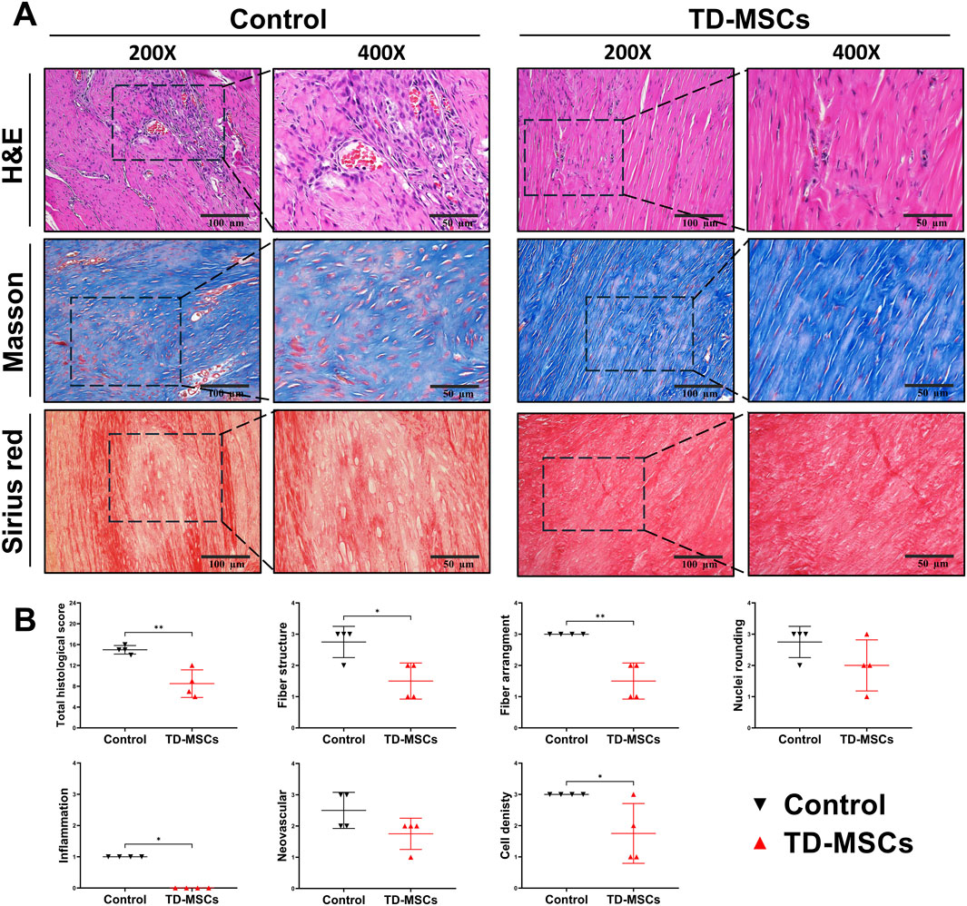 Histological analysis comparing control and TD-MSCs tissues at 200x and 400x magnification using H&E, Masson, and Sirius red staining. Control sections show more defined structures. Graphs below indicate differences in histological scores, fiber structure, arrangement, nuclei rounding, inflammation, neovascularization, and cell density between control and TD-MSCs groups, with significant differences marked.
