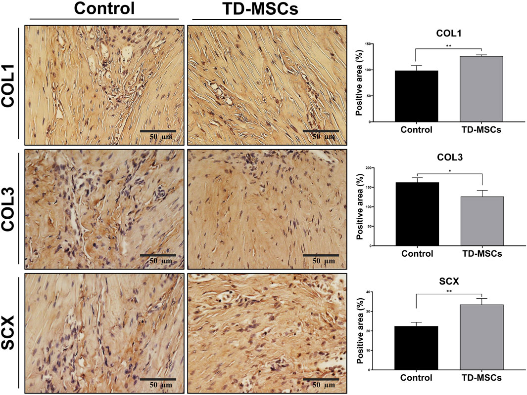 Histological images compare the expression of collagen types 1 (COL1) and 3 (COL3), and scleraxis (SCX) between control and TD-MSCs groups. Bar graphs adjacent to each image set show the percentage of positive area for each marker. COL1 and SCX expression is significantly higher in TD-MSCs compared to controls, while COL3 expression shows a slight decrease in TD-MSCs. Scale bars indicate fifty micrometers.