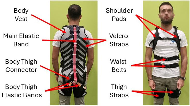 A person wearing an adjustable body support system, shown from back and front views. The back view highlights the body vest, main elastic band, body thigh connector, and body thigh elastic bands. The front view shows shoulder pads, Velcro straps, waist belts, and thigh straps, with each component labeled with red arrows. The background is a plain light green.