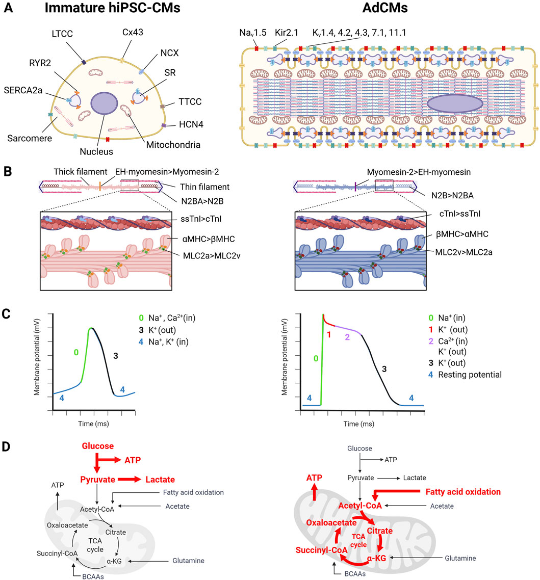 Diagram comparing immature human-induced pluripotent stem cell cardiomyocytes (hiPSC-CMs) and adult cardiomyocytes (AdCMs). Panel A illustrates structural and functional differences in cellular components. Panel B details differences in filament composition, including proteins like myomesin and myosin types. Panel C presents membrane potential graphs showing ion exchange dynamics with varying ion concentrations. Panel D shows metabolic pathways, highlighting glycolysis and the TCA cycle, emphasizing different substrate usage in energy production, with key components labeled like glucose, pyruvate, and ATP.