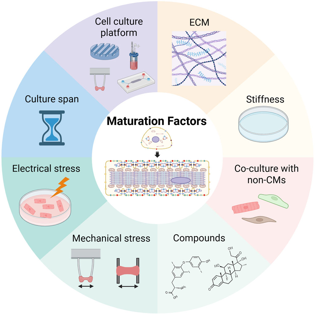 Diagram showcasing maturation factors for cell culture. Factors include cell culture platform, ECM, stiffness, co-culture with non-cardiomyocytes, compounds, mechanical stress, electrical stress, and culture span. At the center, there is an illustration representing cell maturation.