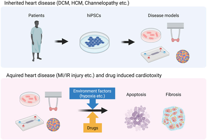 Diagram showing models of heart disease research. The top panel illustrates inherited heart disease with arrows connecting patients, iPSCs in a petri dish, and disease models. The bottom panel depicts acquired heart disease and drug-induced cardiotoxicity with environment factors and drugs leading to apoptosis and fibrosis, shown through diagrams of biological processes.