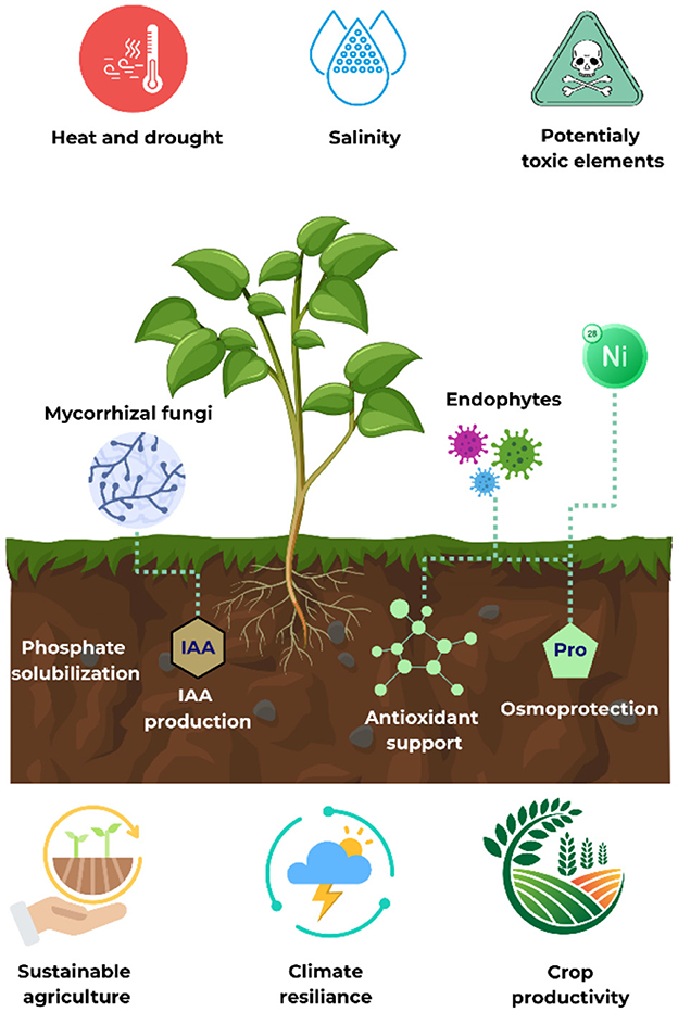 Illustration of a plant showing root interactions with soil elements and microbes. Factors like heat, drought, salinity, and toxic elements are shown. Mycorrhizal fungi aid phosphate solubilization and IAA production, while endophytes offer antioxidant support and osmo-protection. Nickel is depicted as beneficial. Icons at the bottom suggest benefits to sustainable agriculture, climate resilience, and crop productivity.
