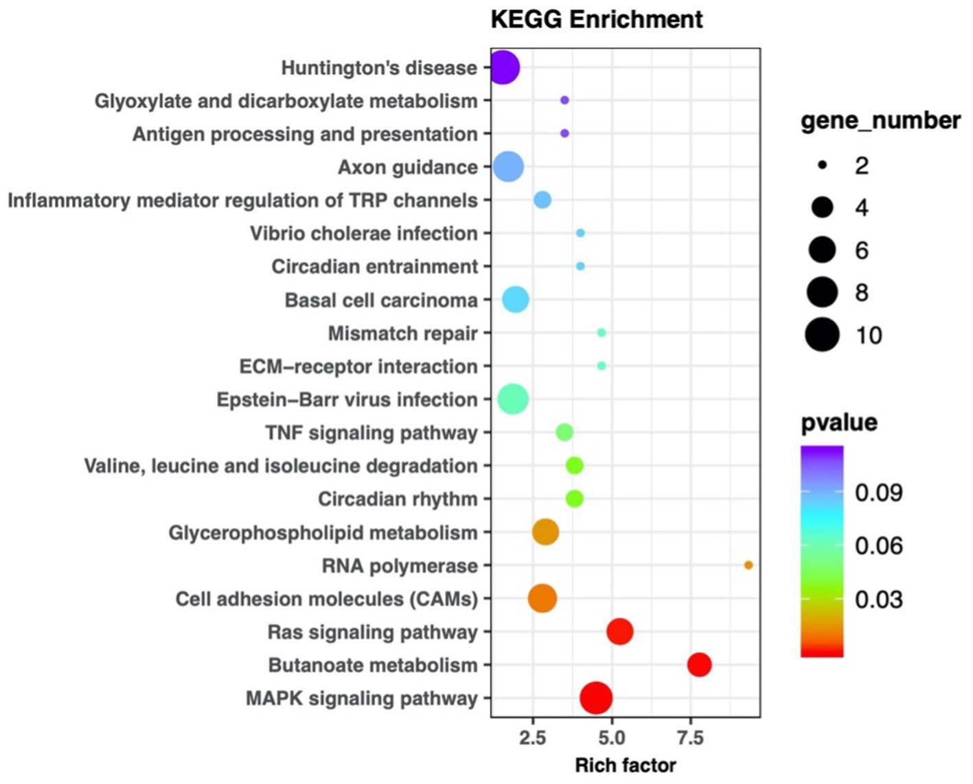 KEGG enrichment dot plot displaying pathways on the y-axis, rich factor on the x-axis, and gene numbers represented by dot size. Dot color indicates p-value, ranging from purple (0.09) to red (0.03). Larger dots generally correspond to lower p-values, emphasizing significant pathways like MAPK signaling and antigen processing.