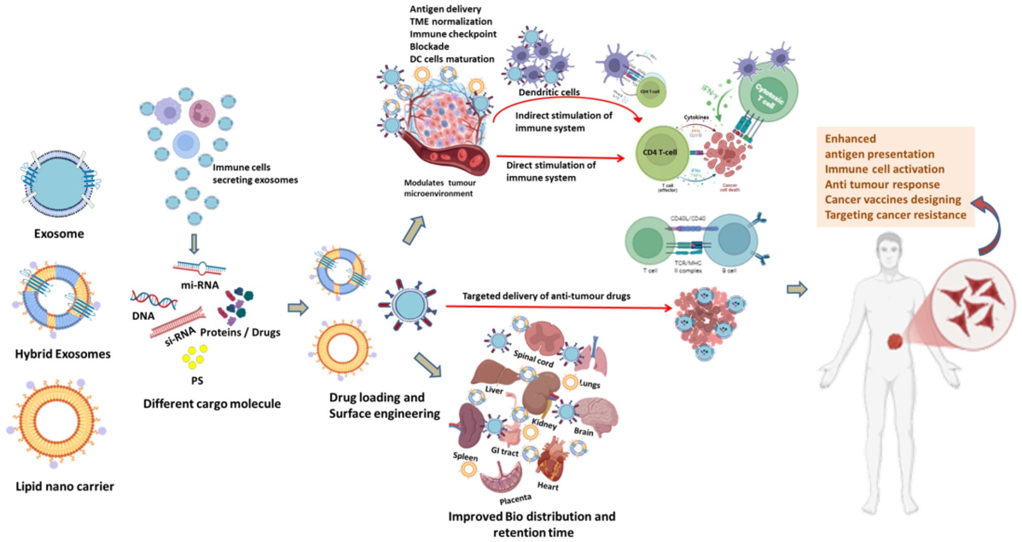 Diagram illustrating the use of exosomes and hybrid exosomes in cancer treatment. Immune cells secrete exosomes loaded with mi-RNA, DNA, si-RNA, proteins, and drugs for targeted delivery, modulating the tumor microenvironment. Improved drug distribution enhances antigen presentation, immune activation, and anti-tumor response, aiming for cancer vaccine development and resistance targeting.