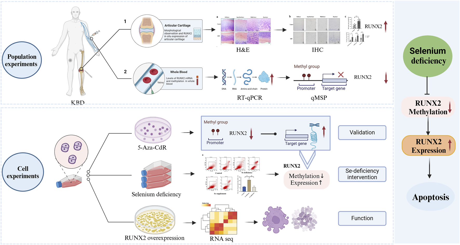 Diagram showing population and cellular experiments demonstrating the effects of selenium deficiency and its impact on RUNX2 expression in chondropathology associated with big bone disease (KBD). The upper section reveals decreased RUNX2 methylation levels and increased gene expression in KBD through joint cartilage and whole blood analyses, including H&E staining, immunohistochemistry, RT-qPCR, and qMSP techniques. The lower section describes cellular experiments involving 5-aza-cytidine (5-Aza-CdR), selenium deficiency, and RUNX2 overexpression. Validation and RNA sequencing analysis confirm that reduced RUNX2 methylation levels lead to increased expression, subsequently inducing apoptosis. Arrows indicate changes in expression levels and methylation levels.
