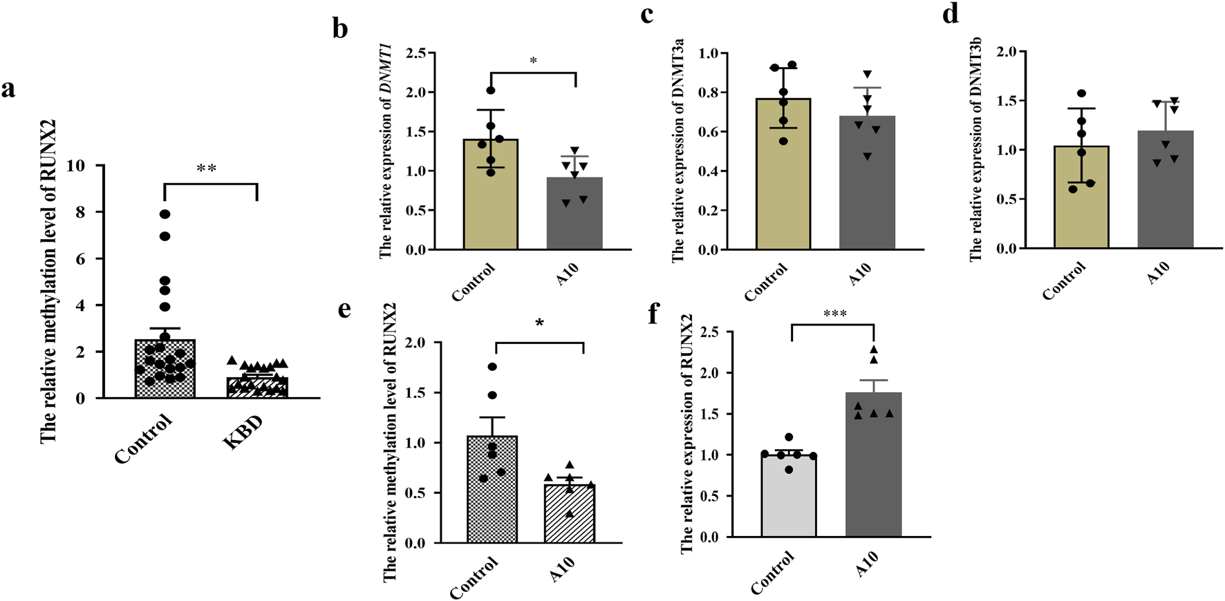 Bar charts compare the relative methylation levels or expression of genes RUNX2, DNMT1, DNMT3a, and DNMT3b across control and treatment groups A10 and KBD. Significant differences are marked with asterisks, indicating statistical relevance. Each panel (a to f) represents a specific gene and experiment set, showcasing variations between the groups.