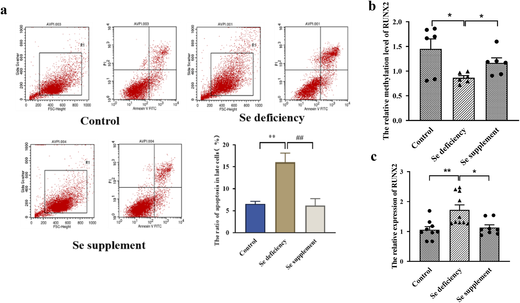 Flow cytometry and bar graphs illustrating selenium's impact on apoptosis, RUNX2 methylation, and expression. (a) Dot plots show cell populations under control, selenium deficiency, and selenium supplement conditions. (b) Bar graph shows RUNX2 methylation levels, with significant differences indicated. (c) Bar graph presents RUNX2 expression, highlighting statistical significance between groups.