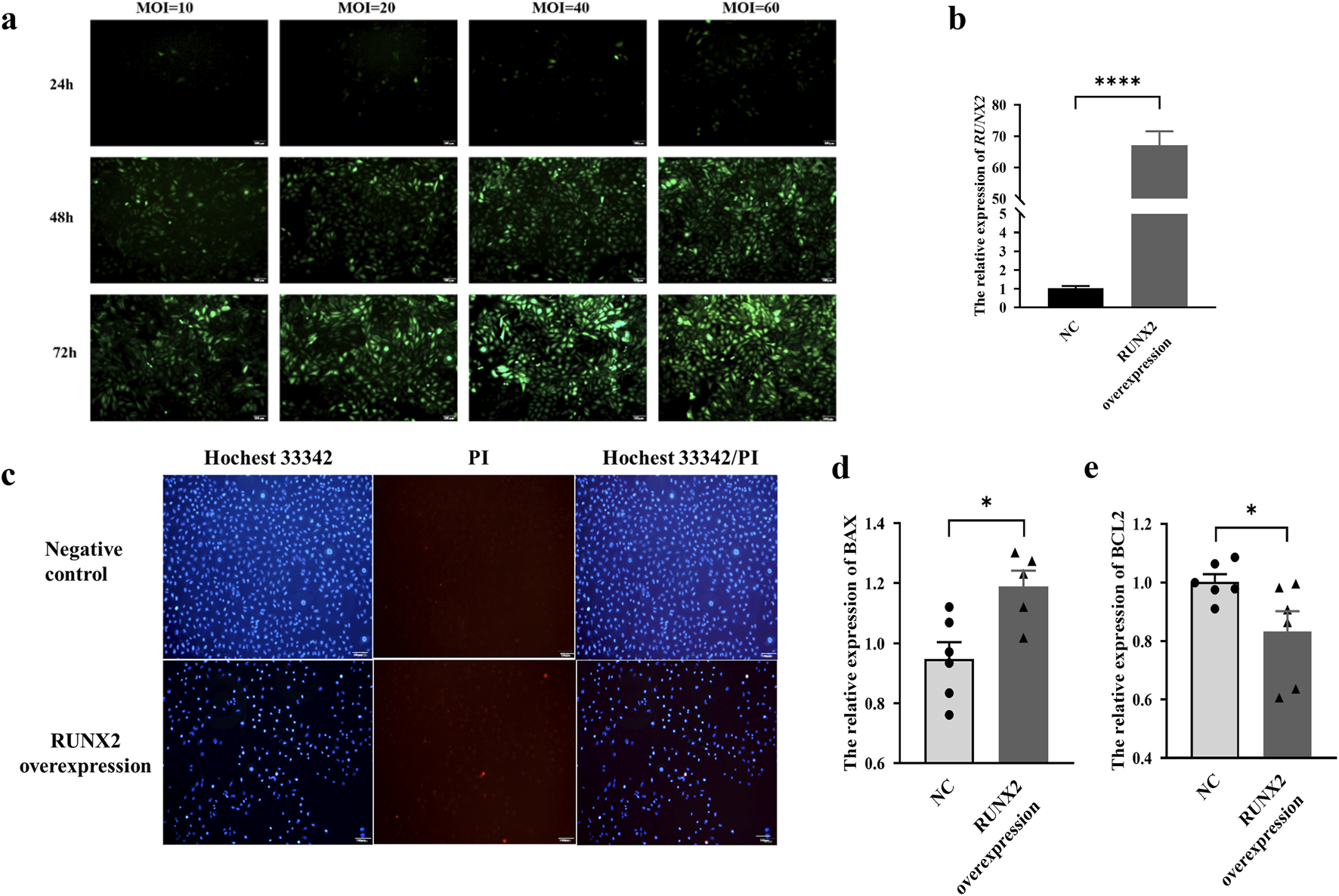 Panel (a) shows fluorescent microscopy images of cells at different multiplicities of infection (MOI: 10, 20, 40, 60) over time intervals (24, 48, 72 hours). Panel (b) is a bar graph comparing RUNX2 expression between negative control and RUNX2 overexpression, with a significant increase in the latter. Panel (c) displays Hoechst 33342 and PI stained cells under negative control and RUNX2 overexpression conditions. Panel (d) compares BAX expression levels, and panel (e) compares BCL2 expression levels; both show higher expressions in the RUNX2 overexpression group compared to the negative control.