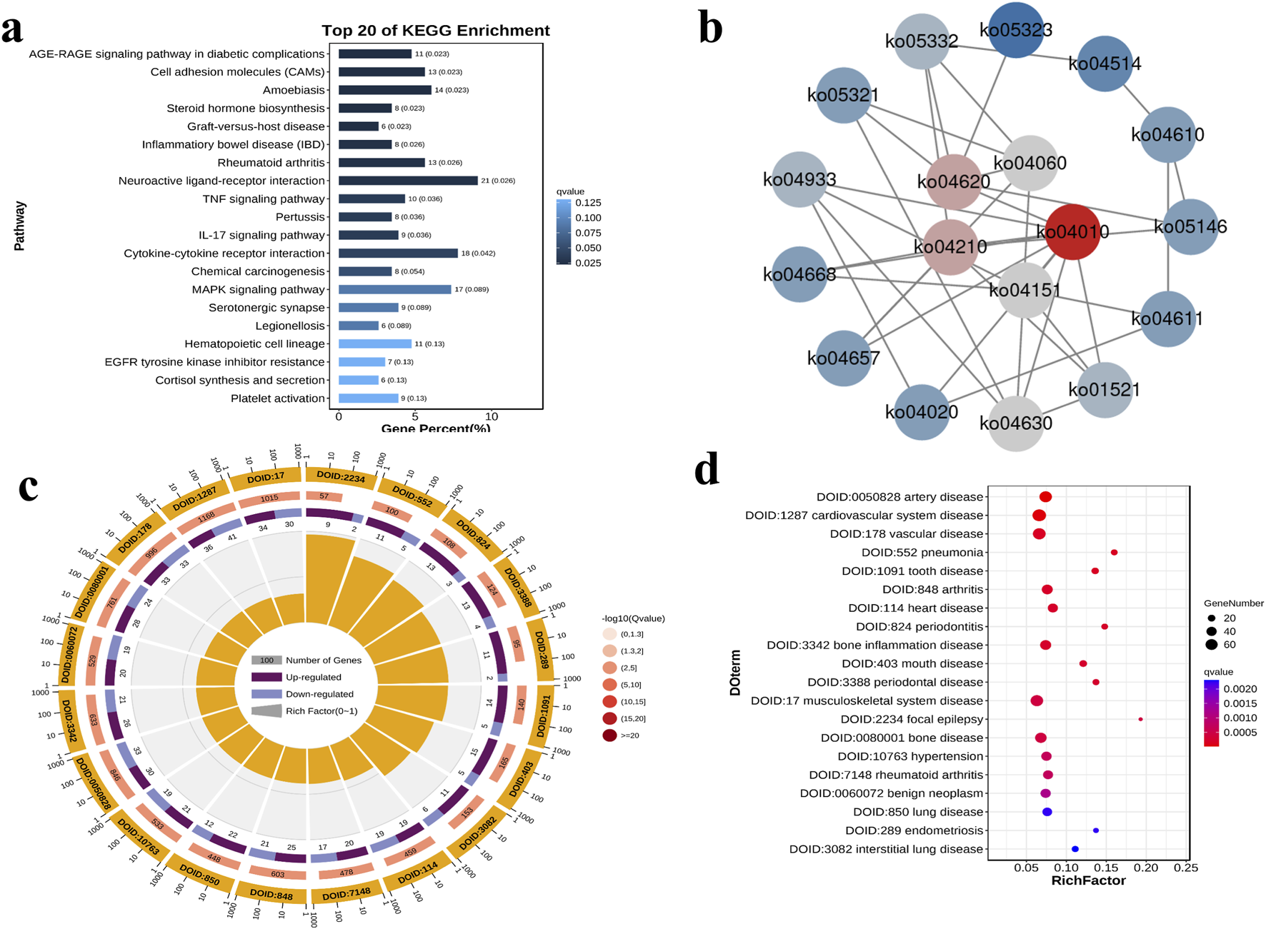 a) Bar chart showing the top 20 KEGG pathway enrichments with gene percentages and q-values. b) Network diagram depicting interactions between KEGG pathways with varying node colors and sizes. c) Circular plot illustrating DO terms, highlighting up-regulated and down-regulated genes, with color-coded inner circles. d) Dot plot of DO terms displaying gene numbers and rich factors, with color intensity representing q-values.