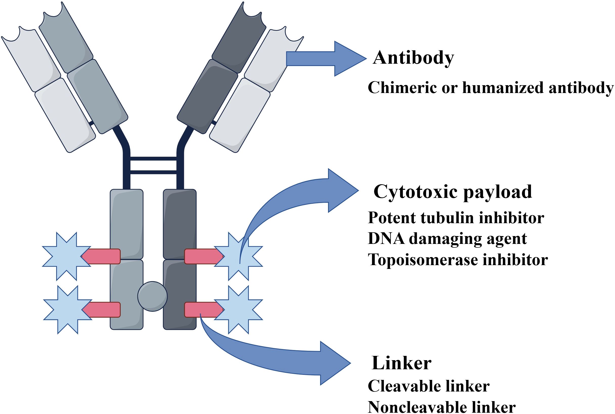 Diagram depicting the structure of an antibody-drug conjugate. The antibody is labeled “Chimeric or humanized antibody.” Attached to it is the “Cytotoxic payload,” which includes a potent tubulin inhibitor, DNA damaging agent, and topoisomerase inhibitor. A “Linker” connects the components, described as cleavable or noncleavable. Arrows and labels illustrate the relationship between components.