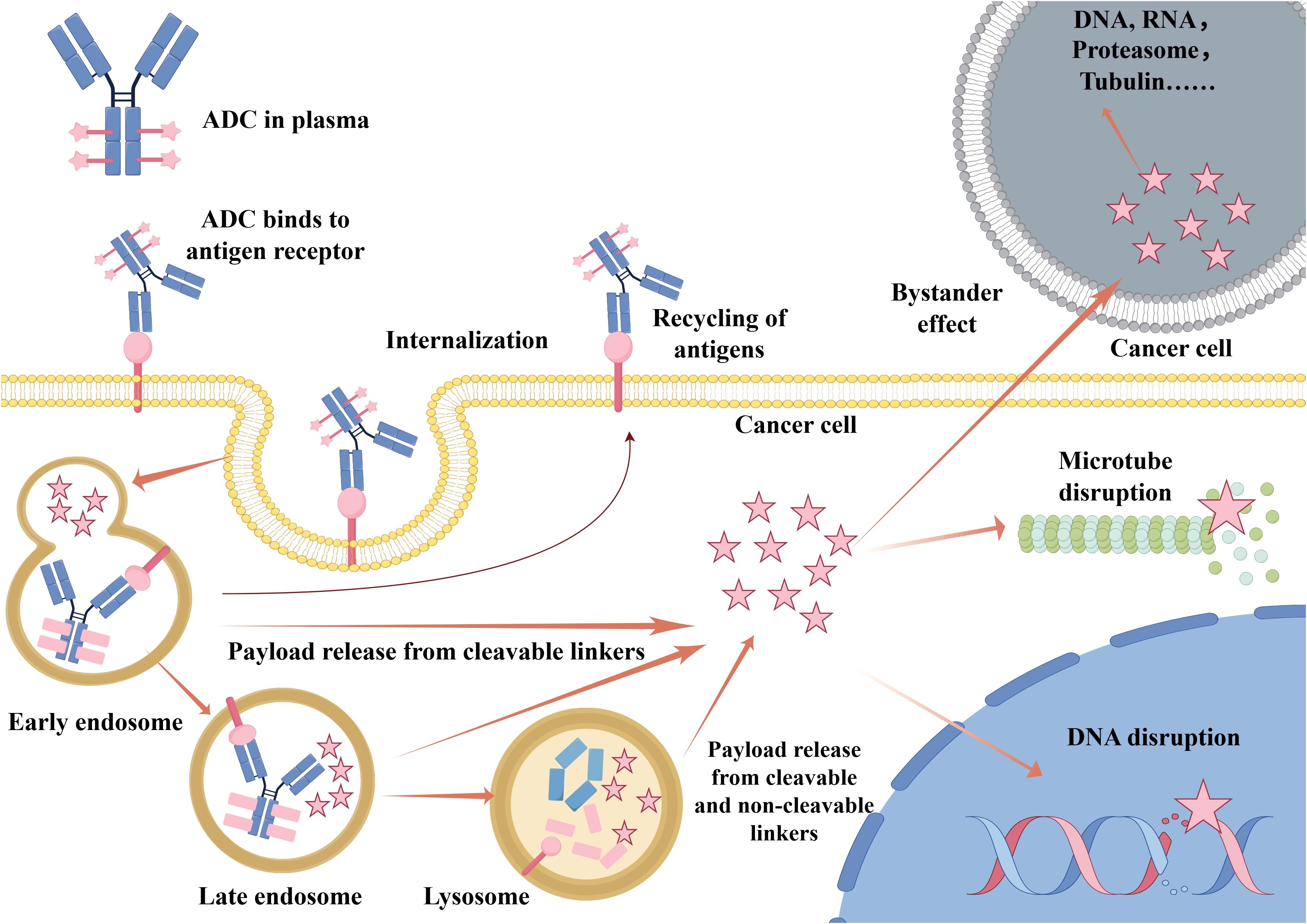 Diagram illustrating the mechanism of action of an antibody-drug conjugate (ADC) targeting a cancer cell. ADCs in plasma bind to antigen receptors on cancer cells, undergo internalization, and are processed through endosomal pathways. The payload is released, disrupting microtubules and DNA. The bystander effect involves diffusion of the drug into surrounding areas.
