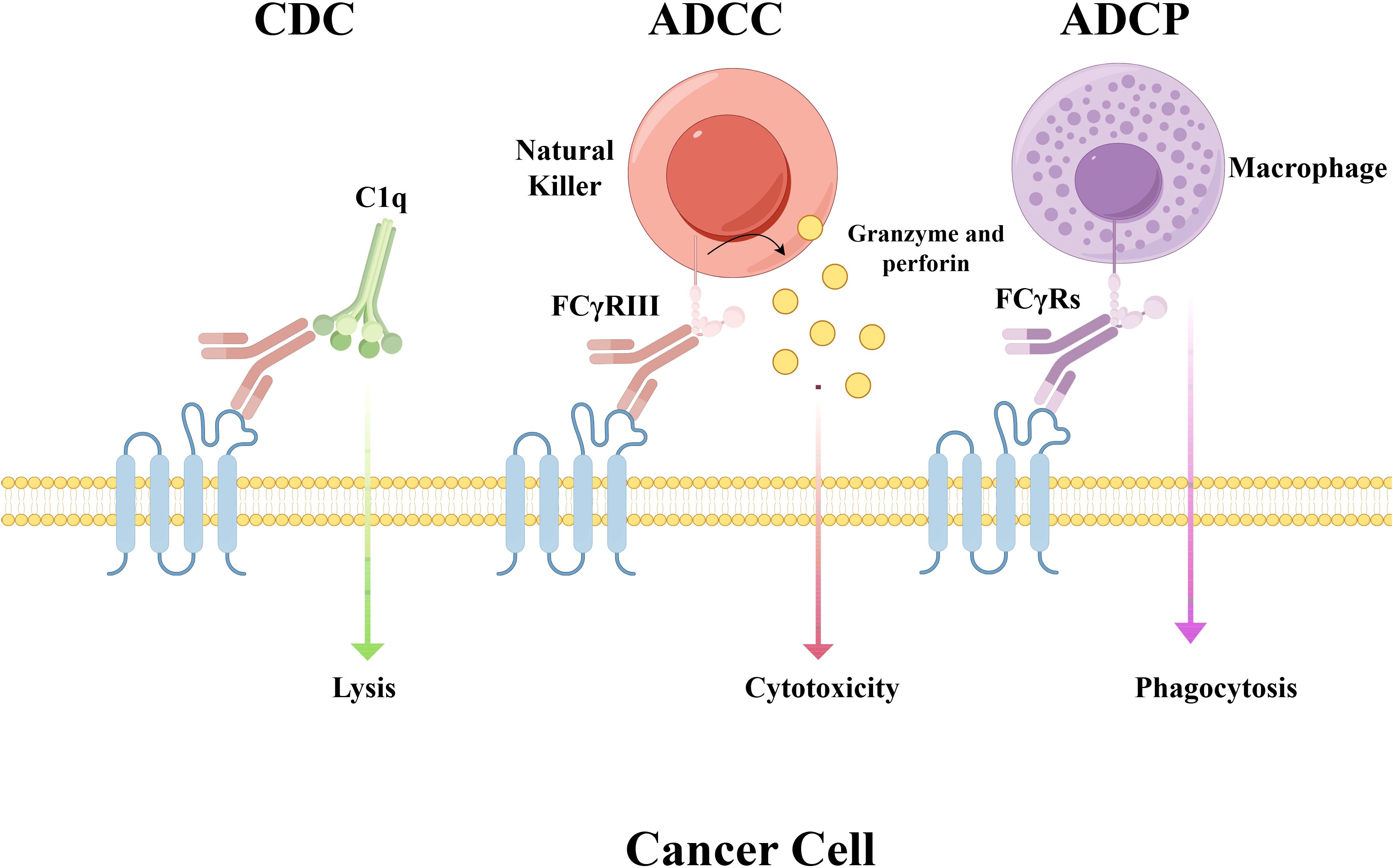 Diagram illustrating three immune mechanisms against a cancer cell: CDC involves C1q binding and leads to lysis. ADCC involves a natural killer cell with FcγRIII receptor releasing granzyme and perforin for cytotoxicity. ADCP involves a macrophage with FcγRs receptor leading to phagocytosis.