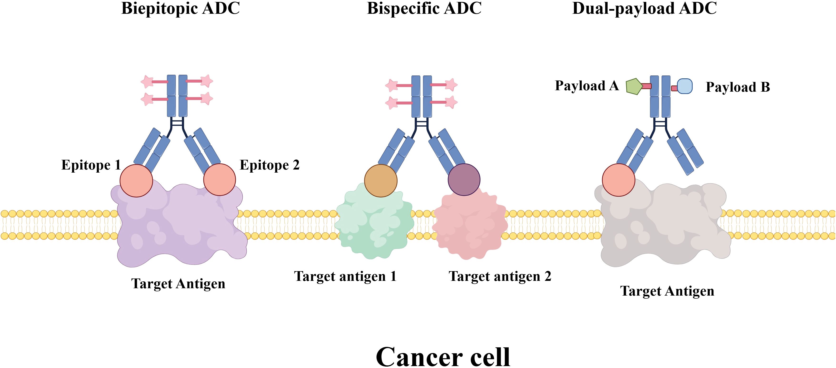 Diagram illustrating three types of antibody-drug conjugates (ADCs) targeting cancer cells. From left to right: biepitopic ADCs bind to two epitopes on one antigen, bispecific ADCs target two different antigens, and dual-payload ADCs deliver two distinct drugs to a single antigen. Each ADC is shown interacting with target antigens on a cancer cell membrane. The dual-payload ADC is depicted with two labeled drugs, Payload A and Payload B.