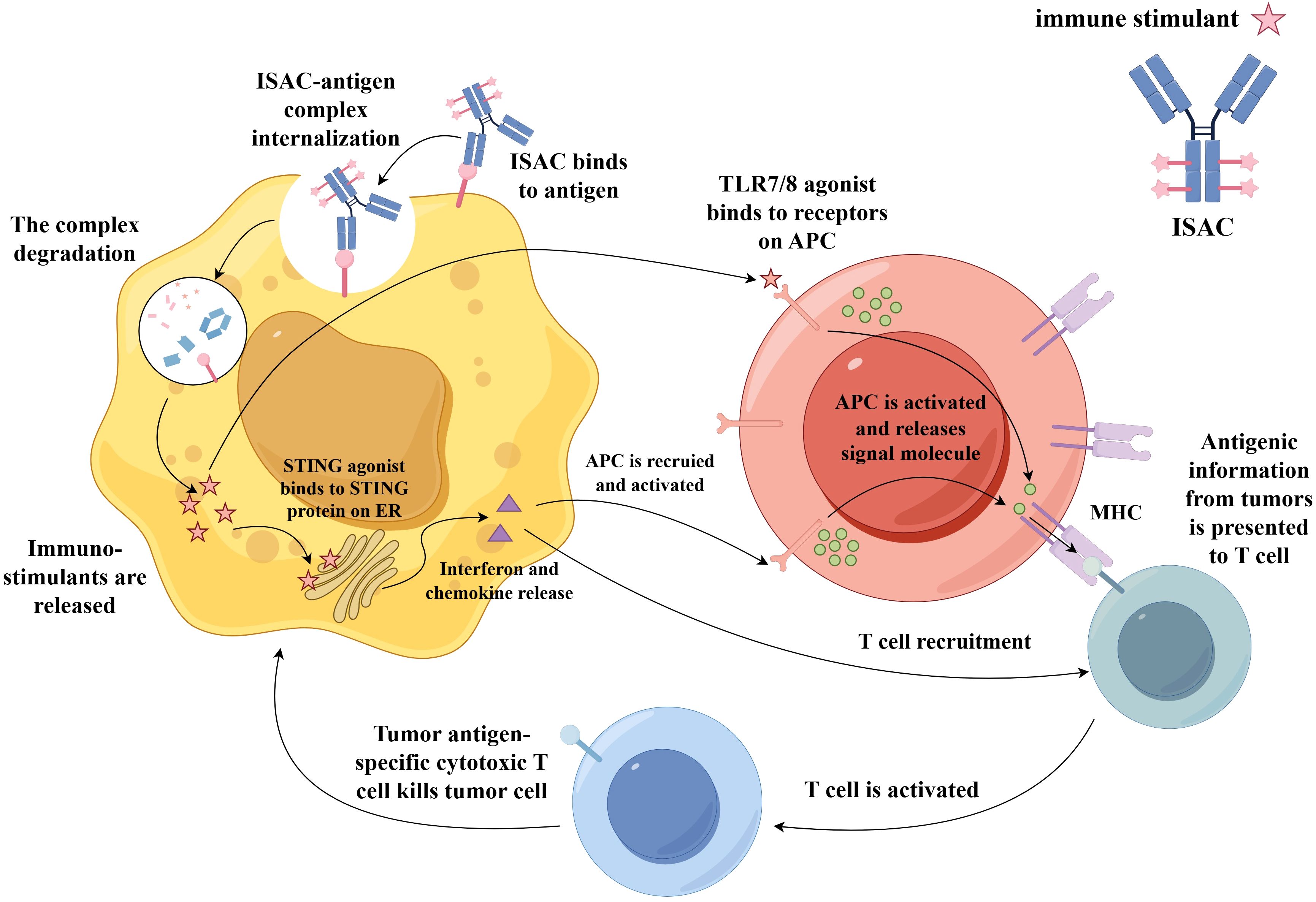Diagram illustrating the process of immune stimulation by ISAC-antigen complexes. The ISAC binds to antigens, leading to internalization and degradation, releasing immunostimulants. This activates APCs, depicted as red cells, which release signal molecules. TLR7/8 agonist binding enhances this activation. APCs present tumor antigenic information to T cells, shown as blue cells. Activated T cells are recruited, leading to the destruction of tumor cells.