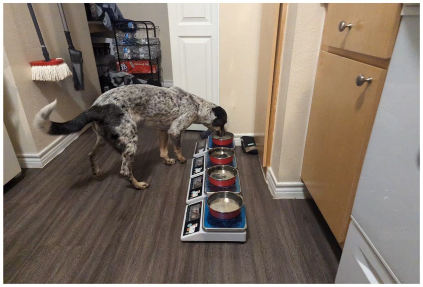 A dog with a speckled coat drinks from one of five red and silver bowls lined up on a kitchen floor. The background shows cleaning tools, a storage cart with water bottles, and cabinets.