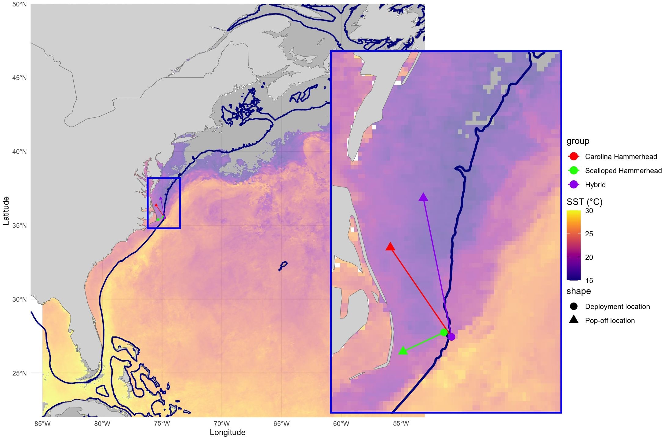 Map showing sea surface temperature off the eastern United States, with warmer colors indicating higher temperatures. Insets show tracking paths of sharks: Carolina Hammerhead, Scalloped Hammerhead, and Hybrid, marked respectively in red, green, and purple arrows. Key indicates deployment and pop-off locations.