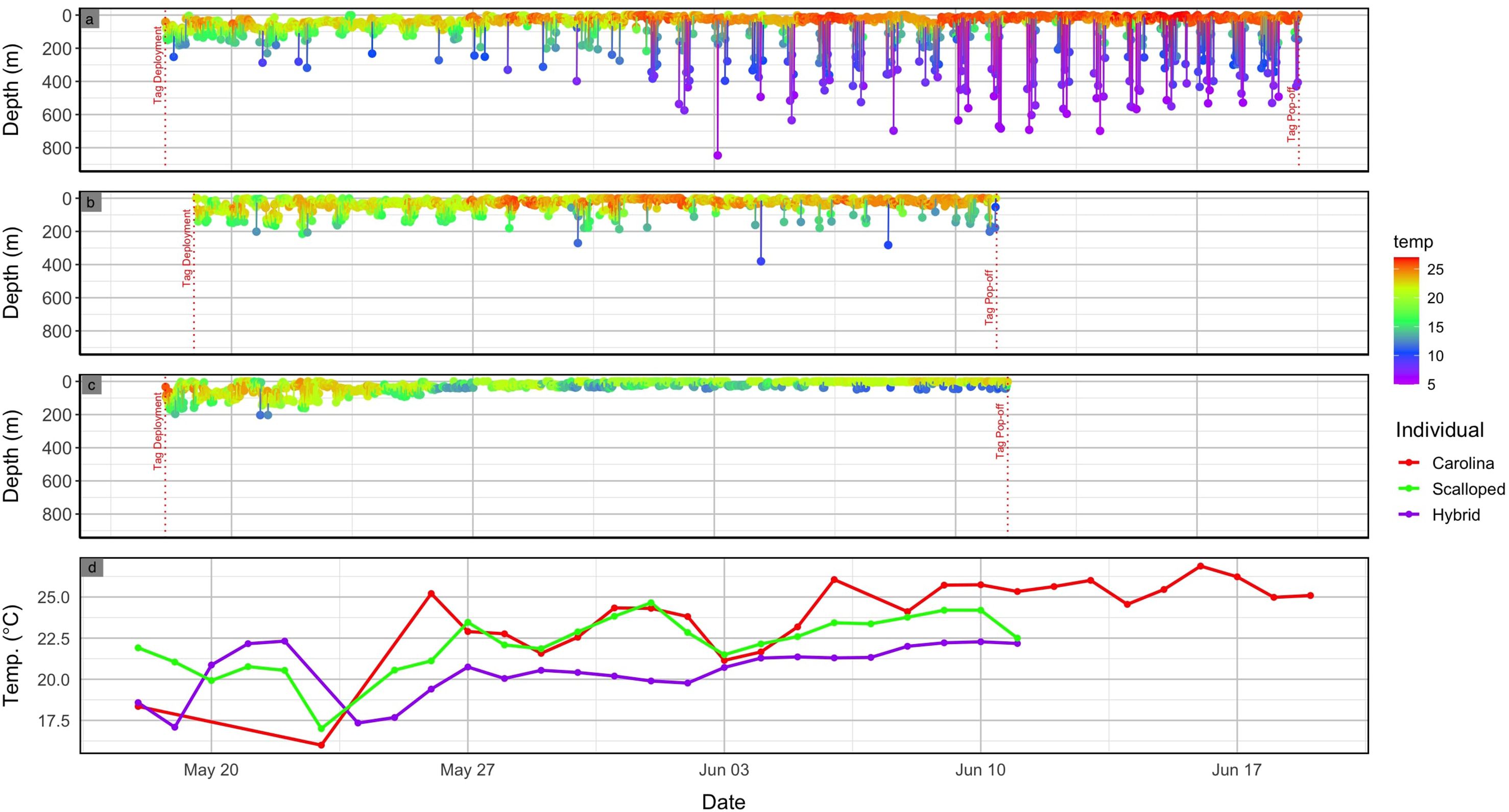 Four-panel graph displaying depth and temperature data for different shark individuals: Carolina (red), Scalloped (green), and Hybrid (purple). Panels a, b, and c show depth over time with a color gradient indicating temperature, while panel d shows temperature variations over time for each individual. Depth in meters (up to 800) is labeled on the y-axis for panels a, b, and c, and temperature in degrees Celsius on the y-axis for panel d. Dates along the x-axis range from May 20 to June 17. Tag deployment and report dates are marked.
