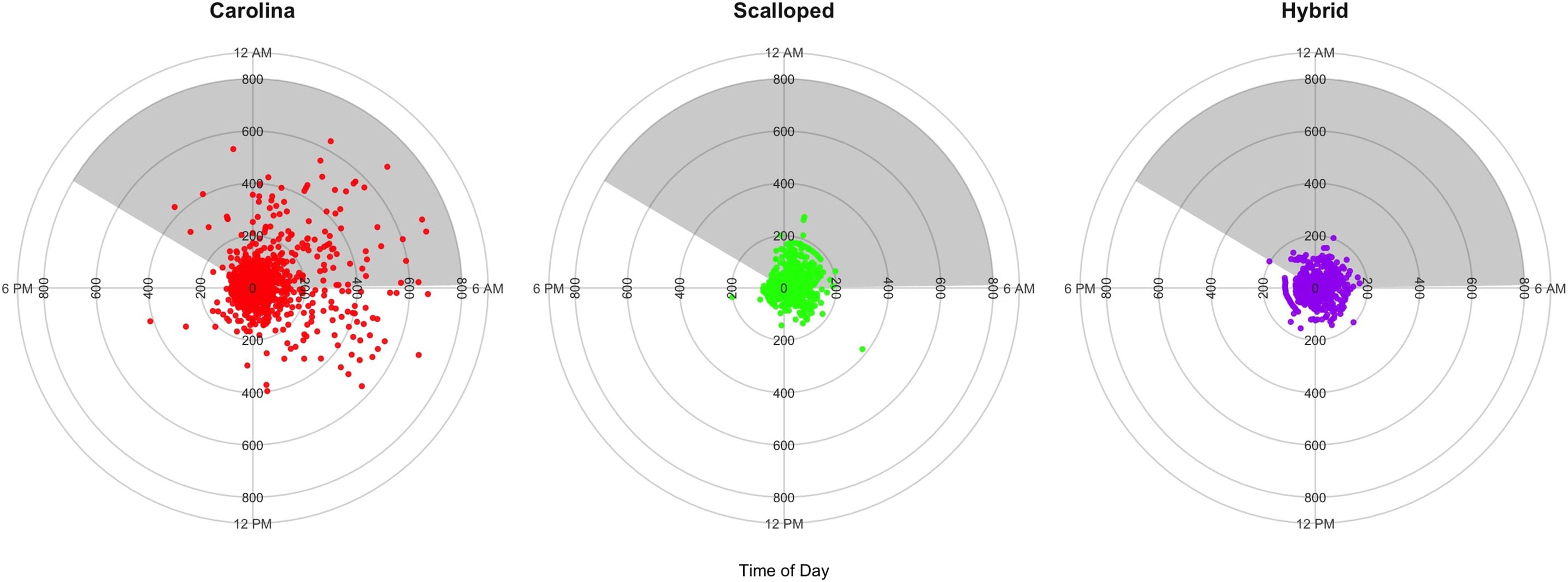 Three polar charts visualize data distribution at different times of day for Carolina, Scalloped, and Hybrid categories. Carolina uses red dots, Scalloped uses green, and Hybrid uses purple, indicating data concentration primarily near the center, particularly around early morning hours. Each chart is segmented into shaded and unshaded areas, dividing data according to specific hours.