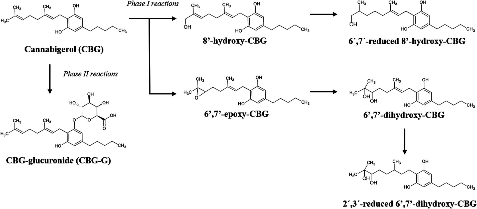 Chemical pathways of cannabigerol (CBG) metabolism are illustrated, showing Phase I and Phase II reactions. CBG is converted to 8′-hydroxy-CBG and 6′,7′-epoxy-CBG through Phase I reactions. 8′-hydroxy-CBG is further transformed into 6′,7′-reduced 8′-hydroxy-CBG. 6′,7′-epoxy-CBG leads to 6′,7′-dihydroxy-CBG, which then becomes 2′,3′-reduced 6′,7′-dihydroxy-CBG. Phase II reactions turn CBG into CBG-glucuronide (CBG-G). Chemical structures are detailed for each compound.