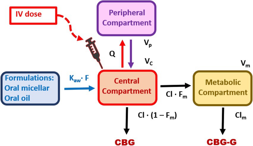 Diagram illustrating drug movement through various compartments. The central compartment receives inputs from intravenous (IV) dose and oral formulations like micellar and oil. It exchanges with peripheral and metabolic compartments. Symbols indicate parameters such as volume of distribution (V), clearance (Cl), and metabolic formation (Fm). Arrows show the flow between compartments, with CBG and CBG-G as outputs.