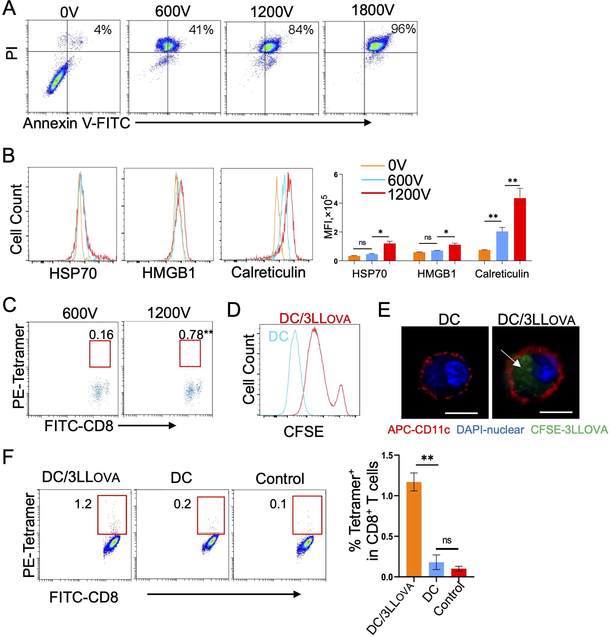 Flow cytometry and microscopy images showing the effects of voltage on cell markers and cell behavior. Panel A displays plots of PI versus Annexin V-FITC at varying voltages (0V, 600V, 1200V, 1800V) with apoptosis percentages indicated. Panel B includes histograms and a bar graph showing expression levels of HSP70, HMGB1, and Calreticulin at different voltages. Panel C presents scatter plots showing PE-Tetramer and FITC-CD8 with voltage variations. Panel D illustrates a histogram comparing CFSE staining in DC and DC/3LLOva samples. Panel E shows microscopy images of DC and DC/3LLOva with labeled markers. Panel F features scatter plots and a bar graph analyzing tetramer-positive CD8+ T cells in three conditions.